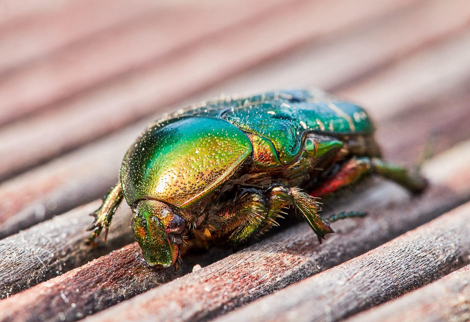 Green june beetle pictures