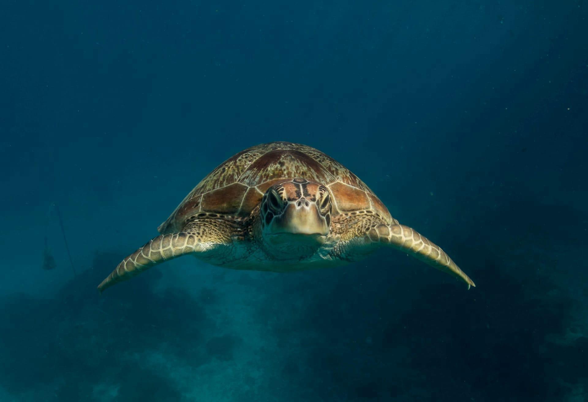 Green sea turtle pictures