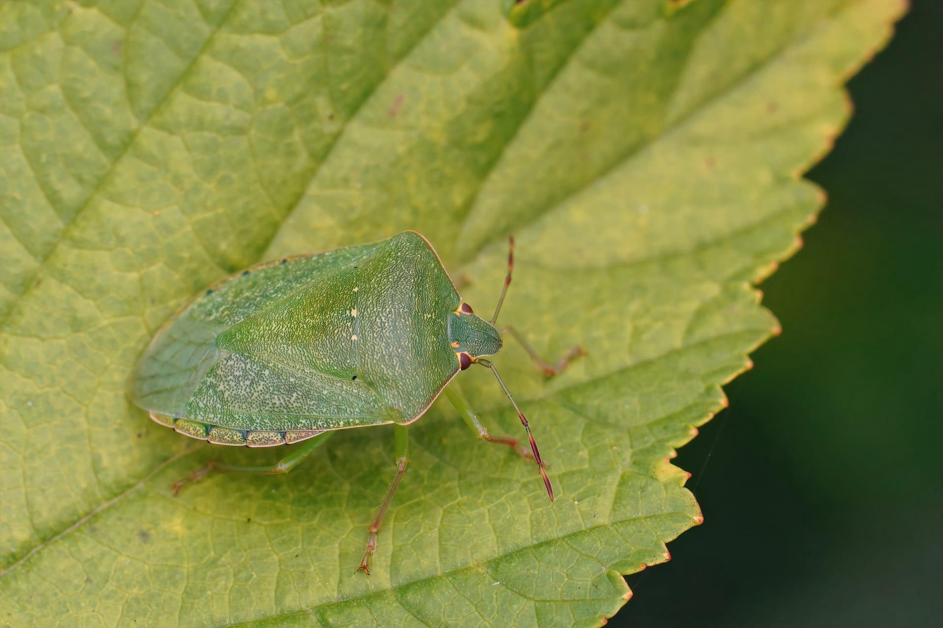 Green shield bug pictures