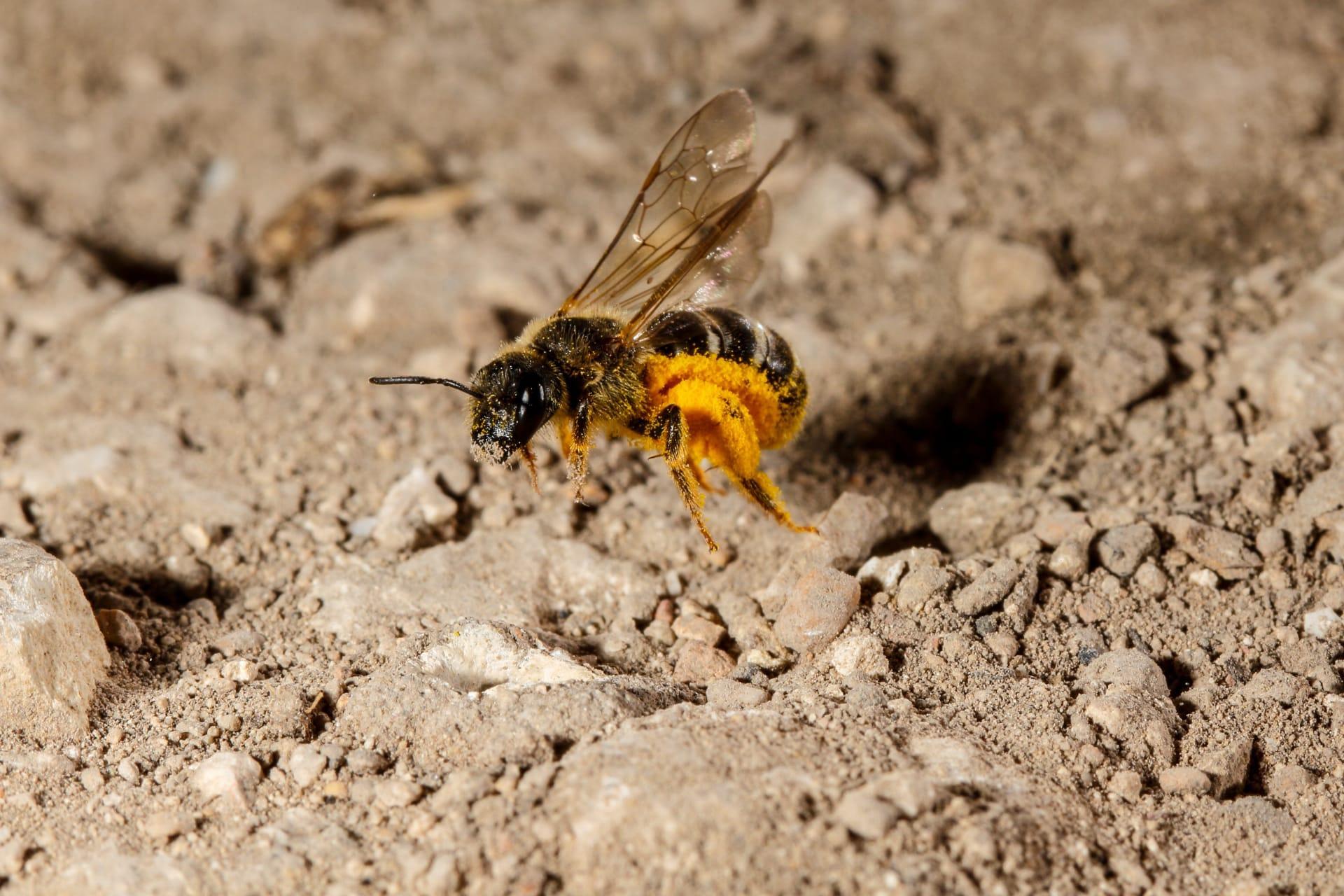Ground bees pictures