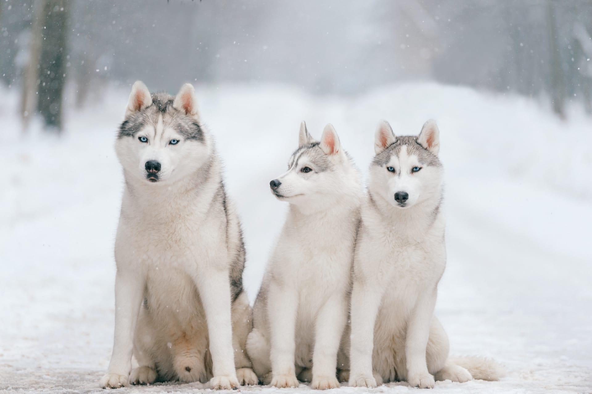 Husky pictures