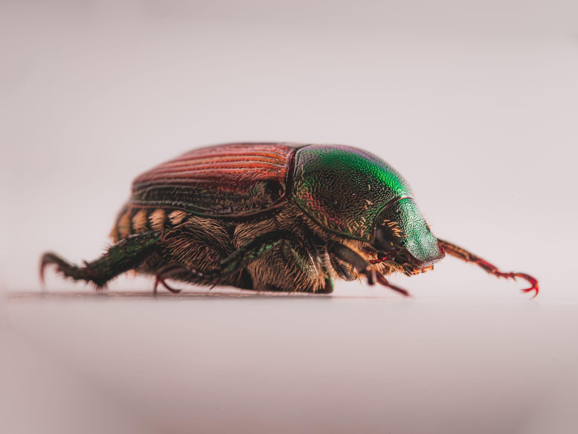 Japanese beetle pictures