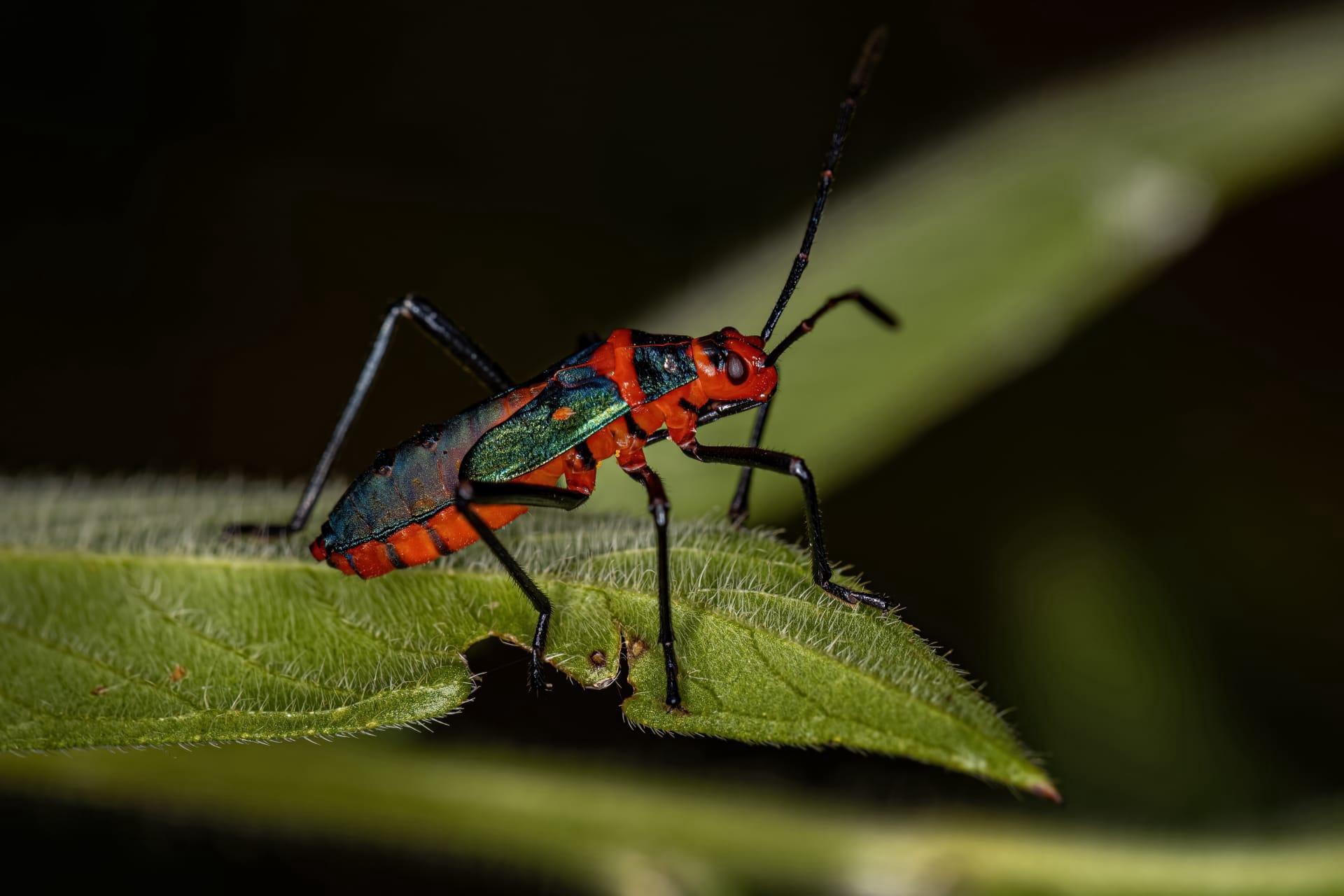 Leaf footed bug pictures