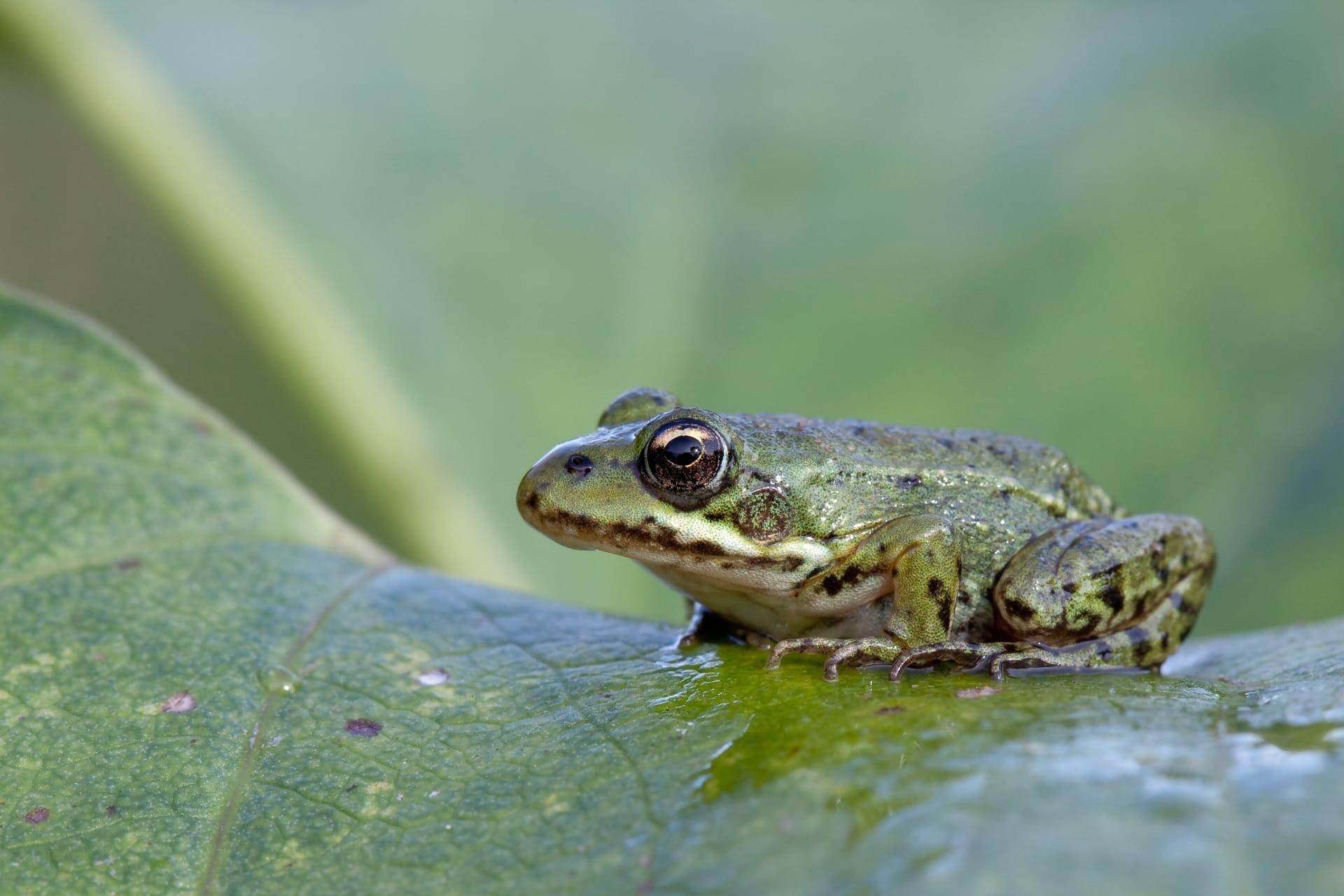 Leopard frog pictures