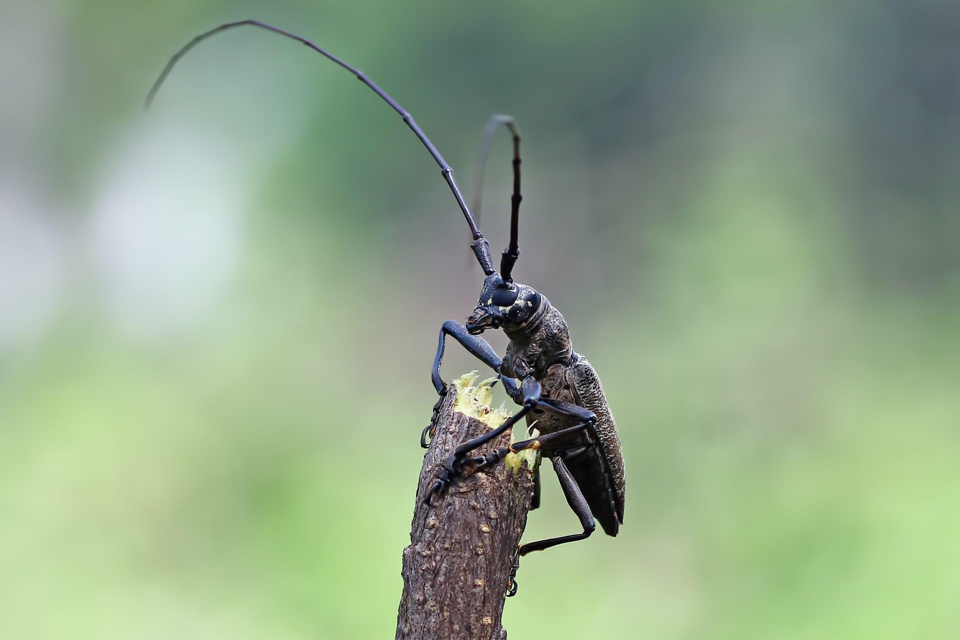 Longhorn beetle pictures