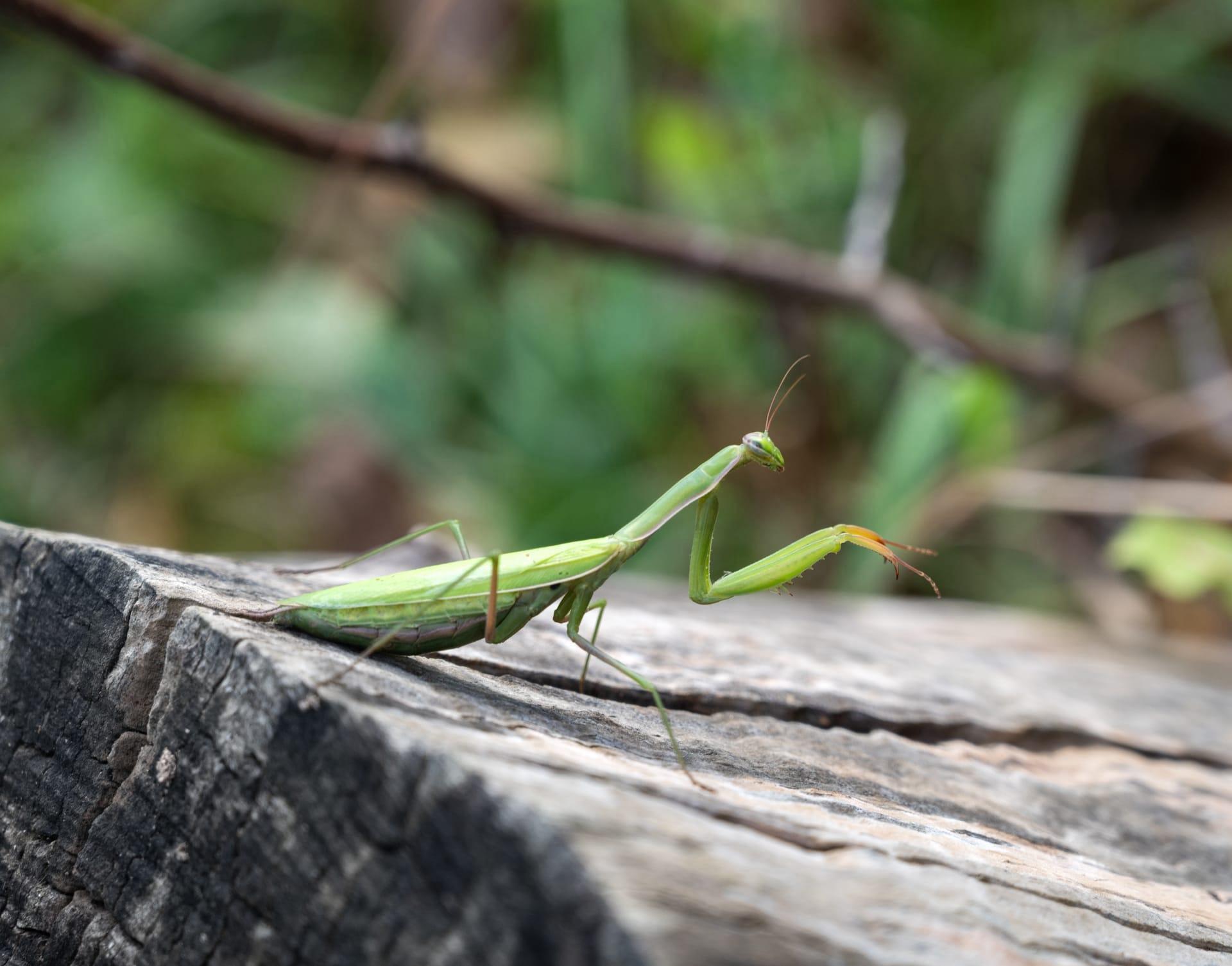 Mantid pictures