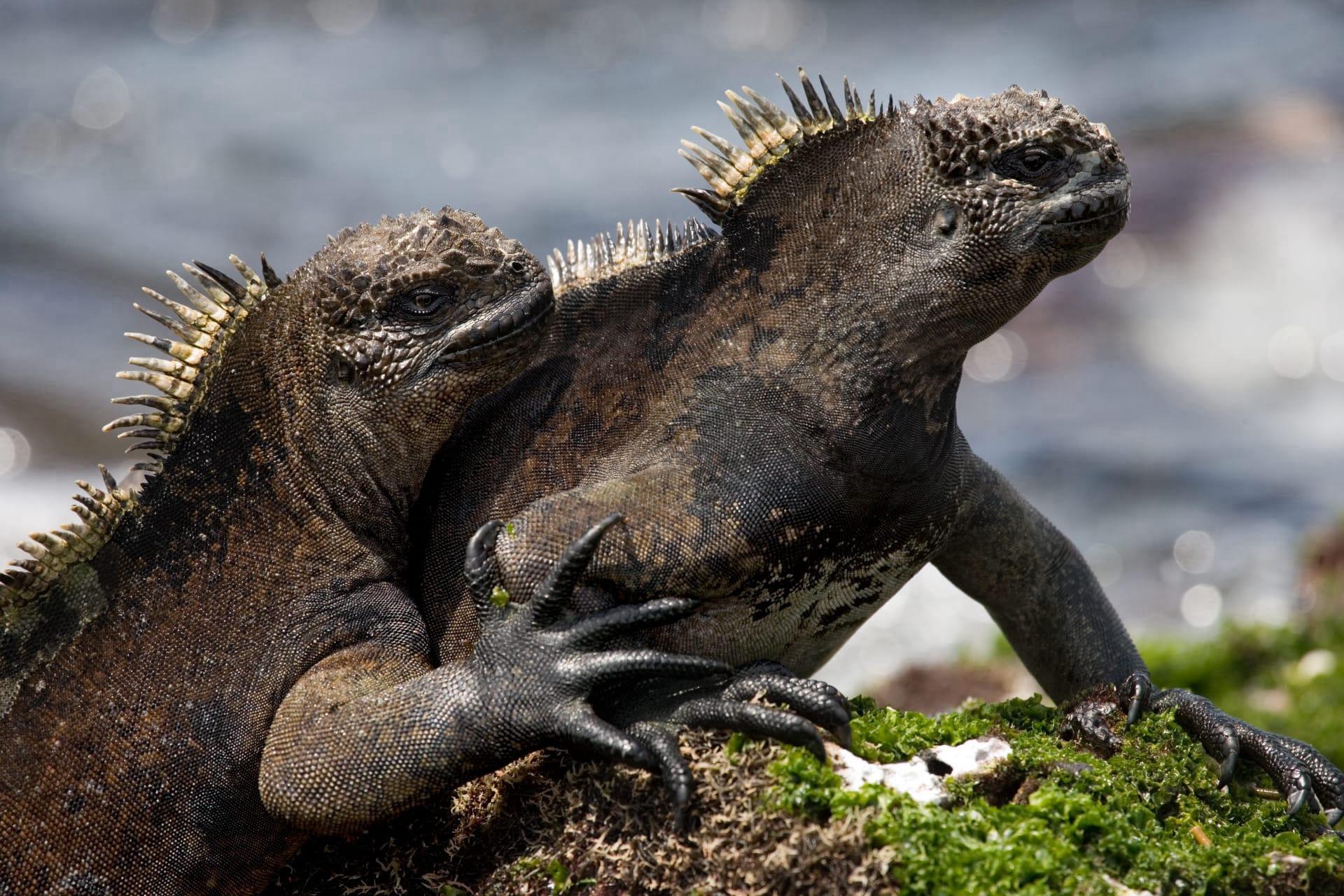 Marine iguana pictures