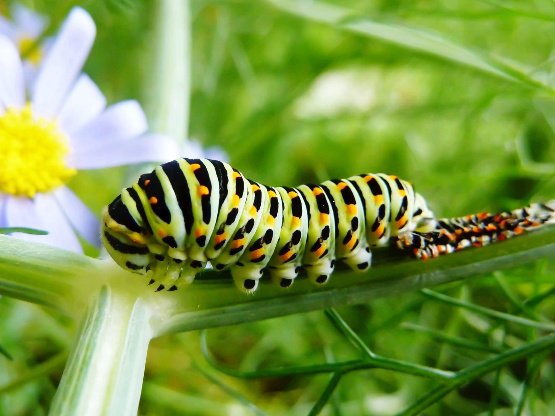 Monarch butterfly caterpillar pictures