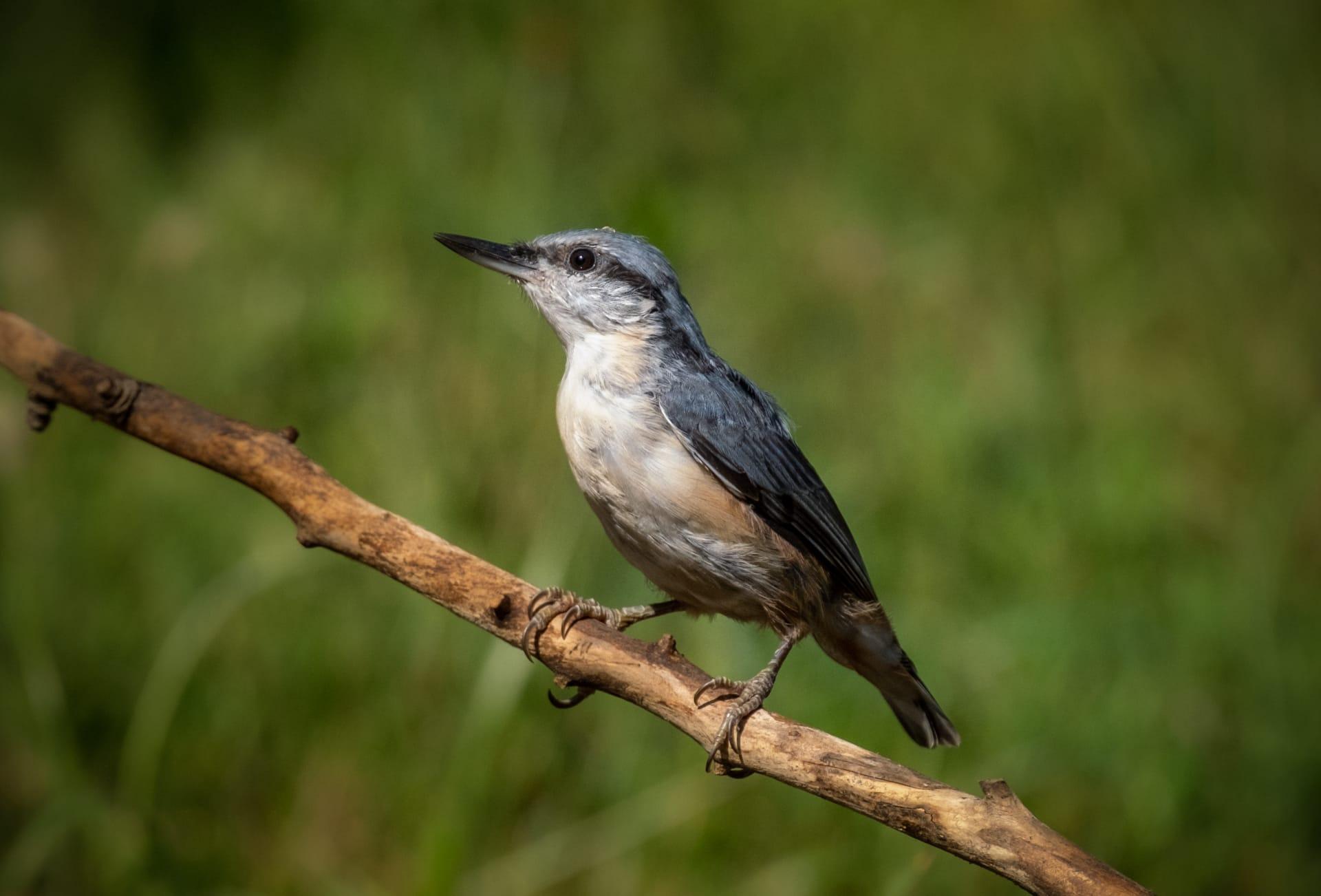 Nuthatch pictures