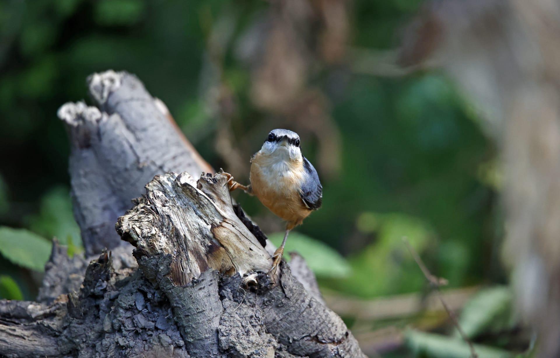 Nuthatch pictures