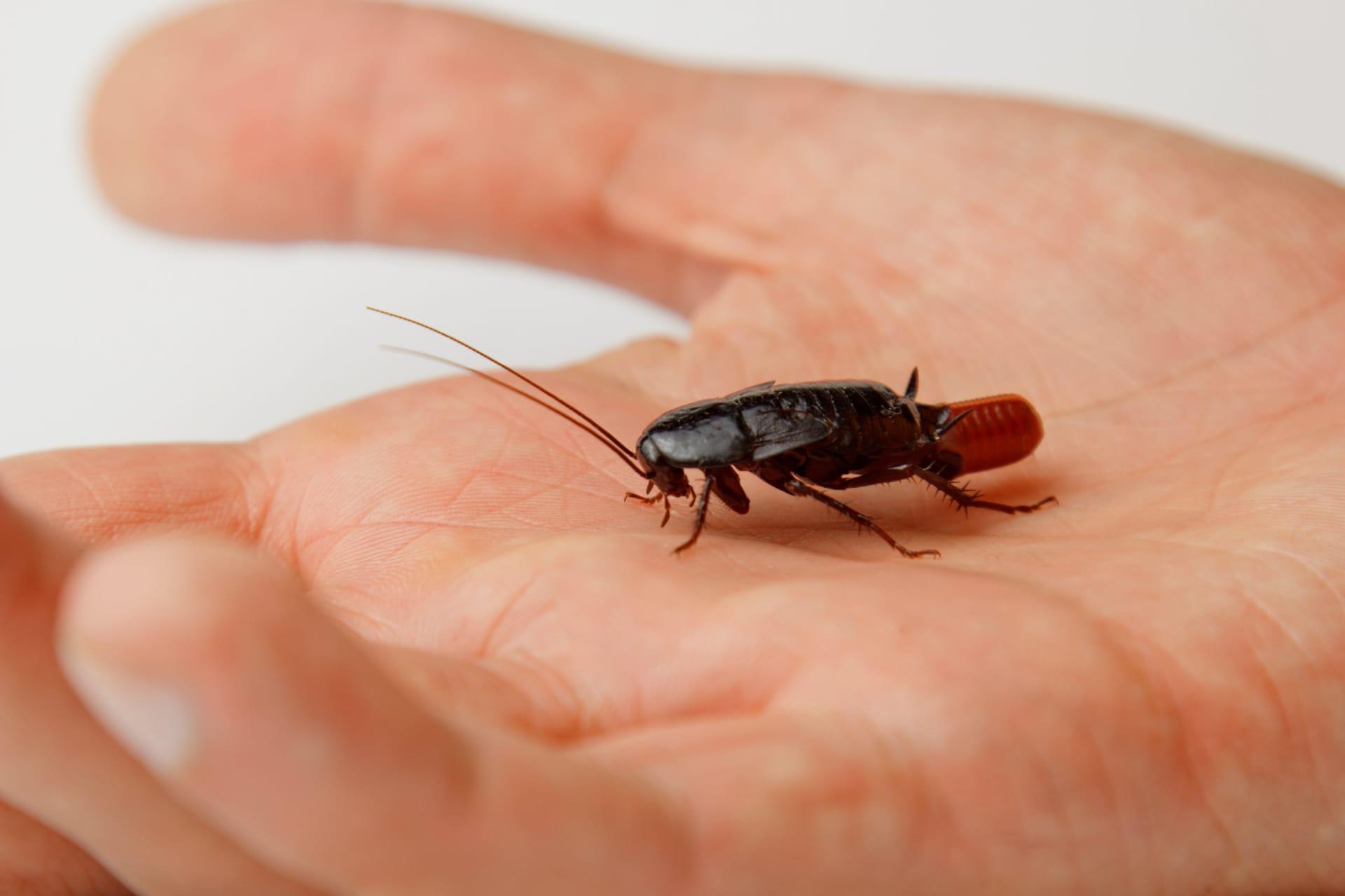 Oriental cockroach pictures