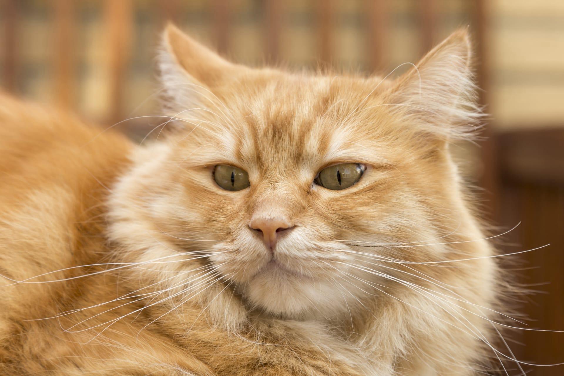 Oriental longhair cat pictures