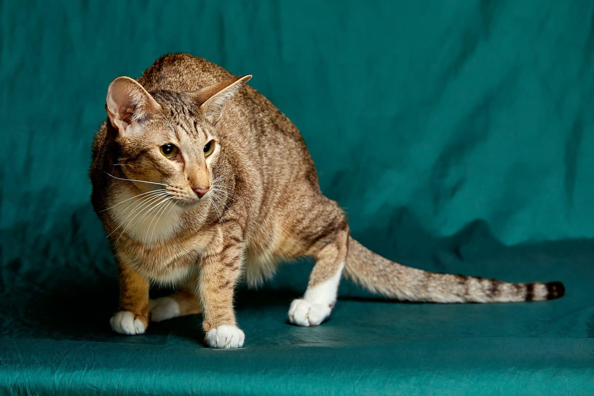 Oriental shorthair cat pictures