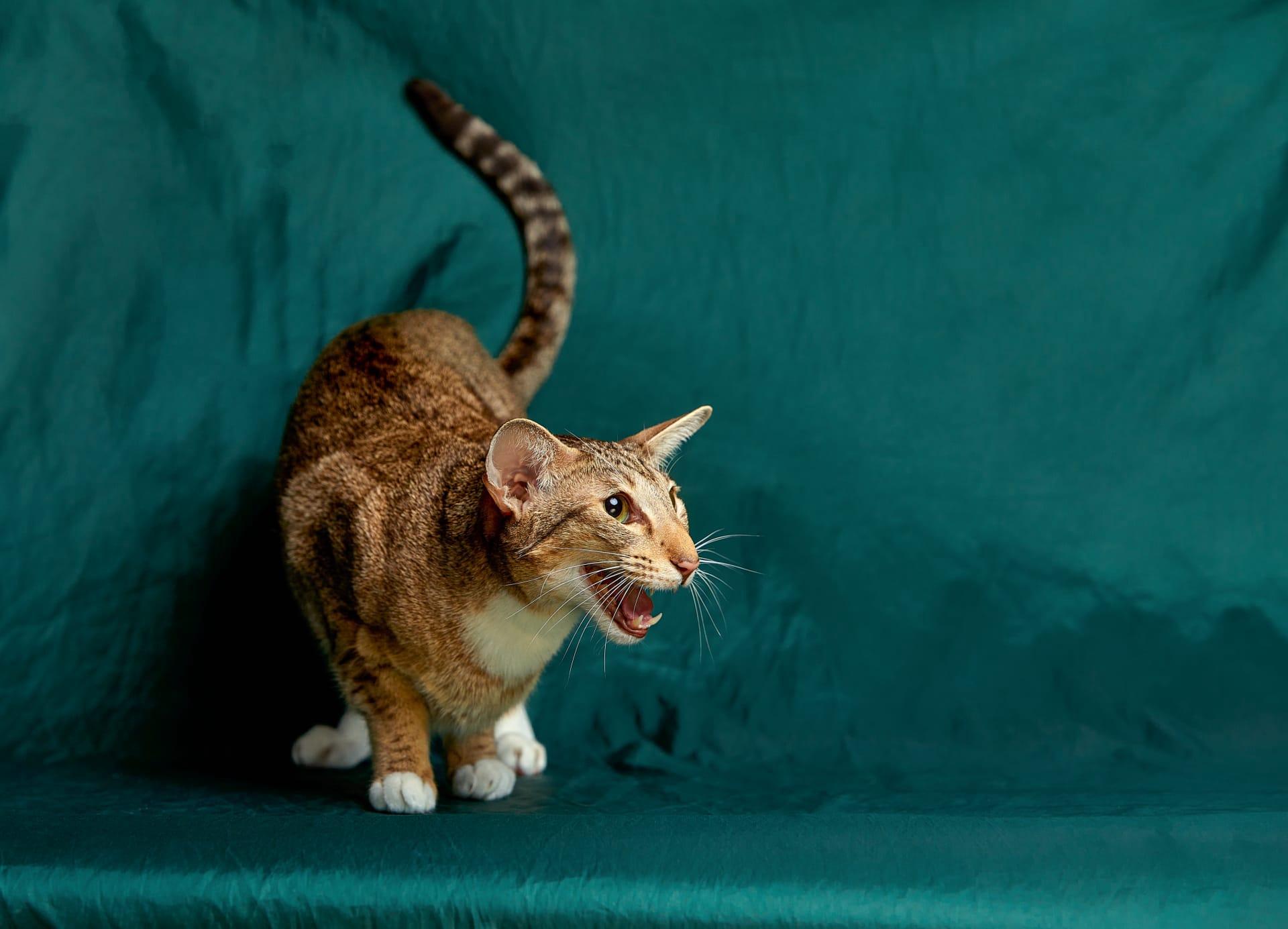 Oriental shorthair cat pictures