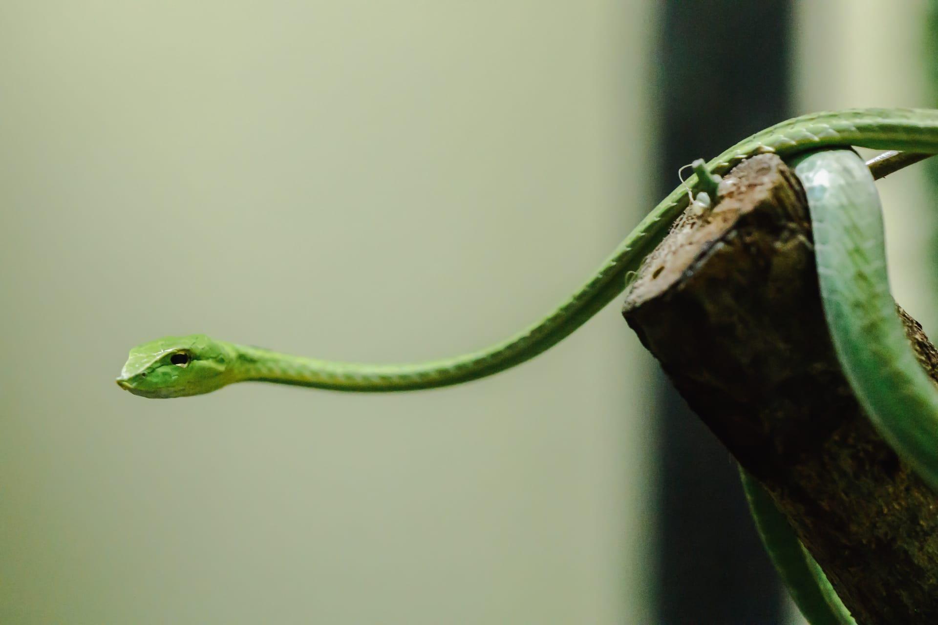 Oriental whip snake pictures