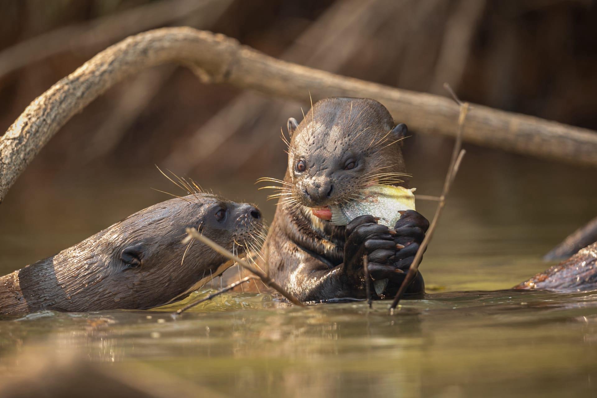 Otter pictures