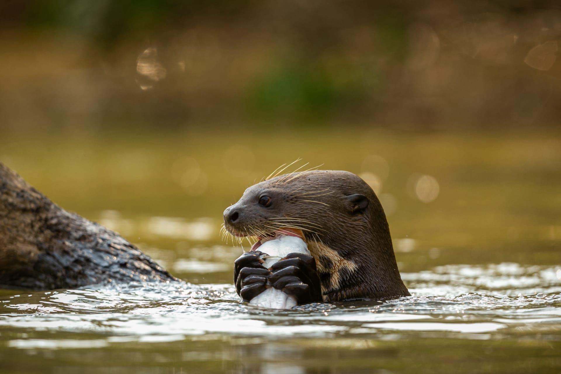 Otter pictures