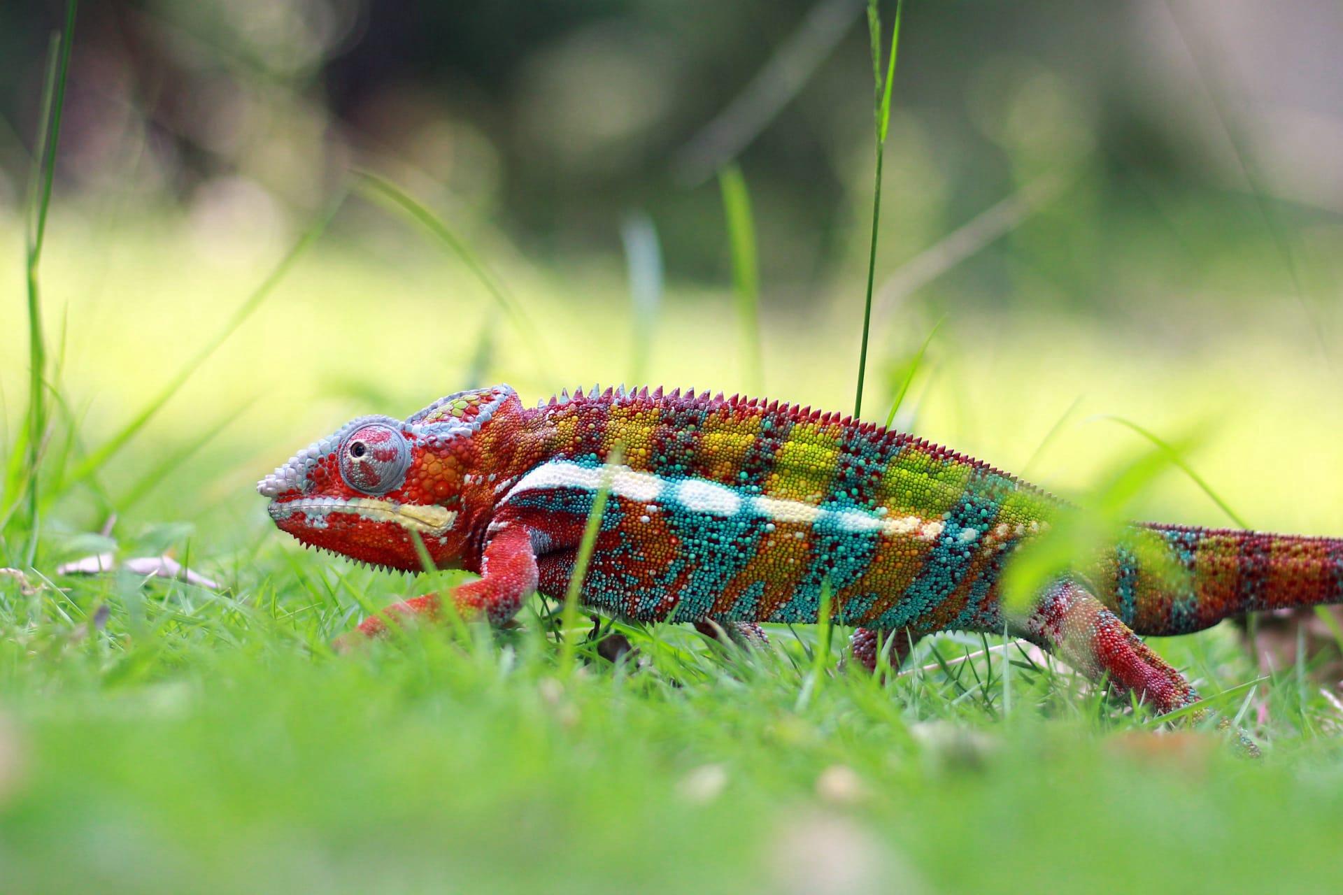 Panther chameleon pictures