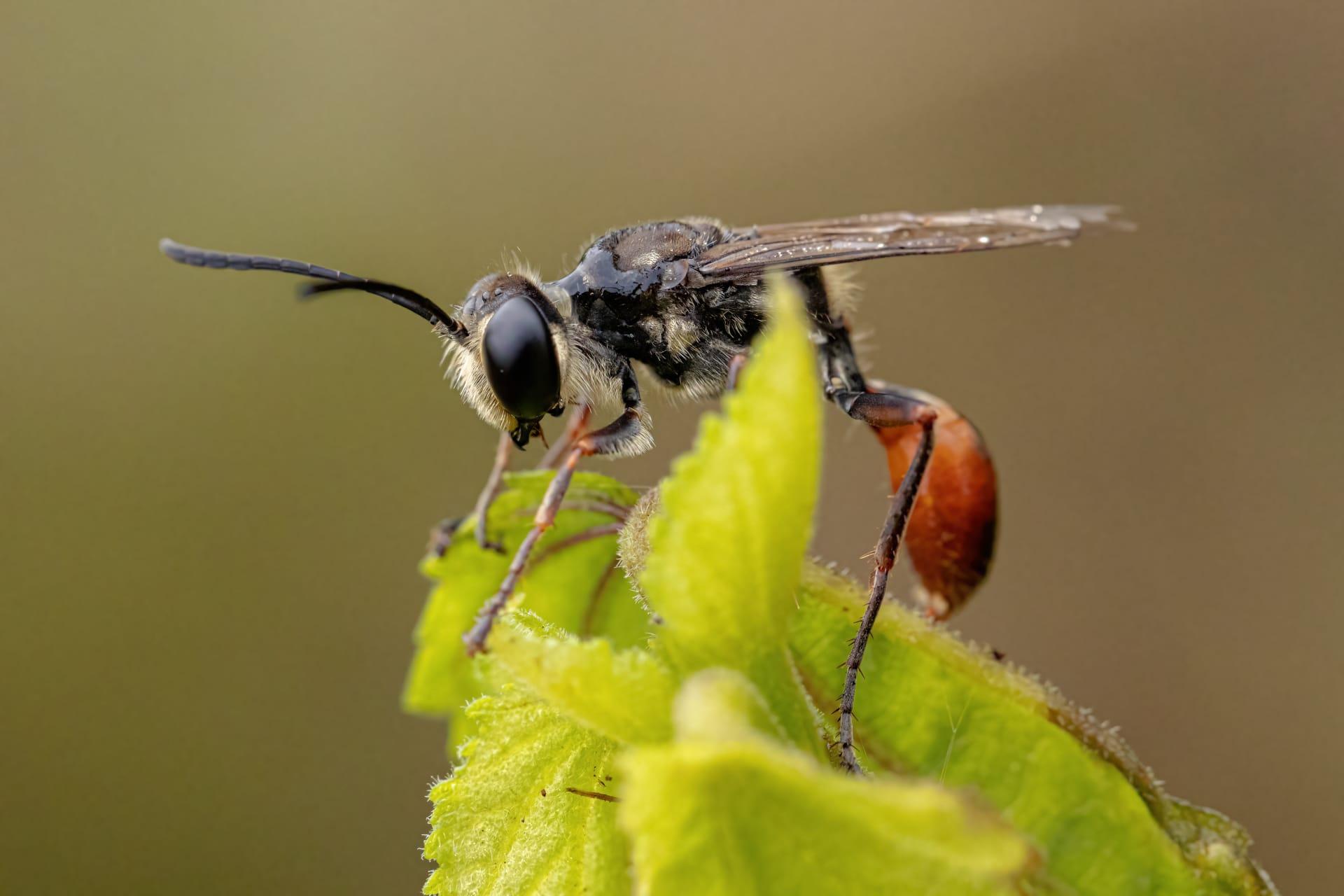 Parasitic wasp pictures