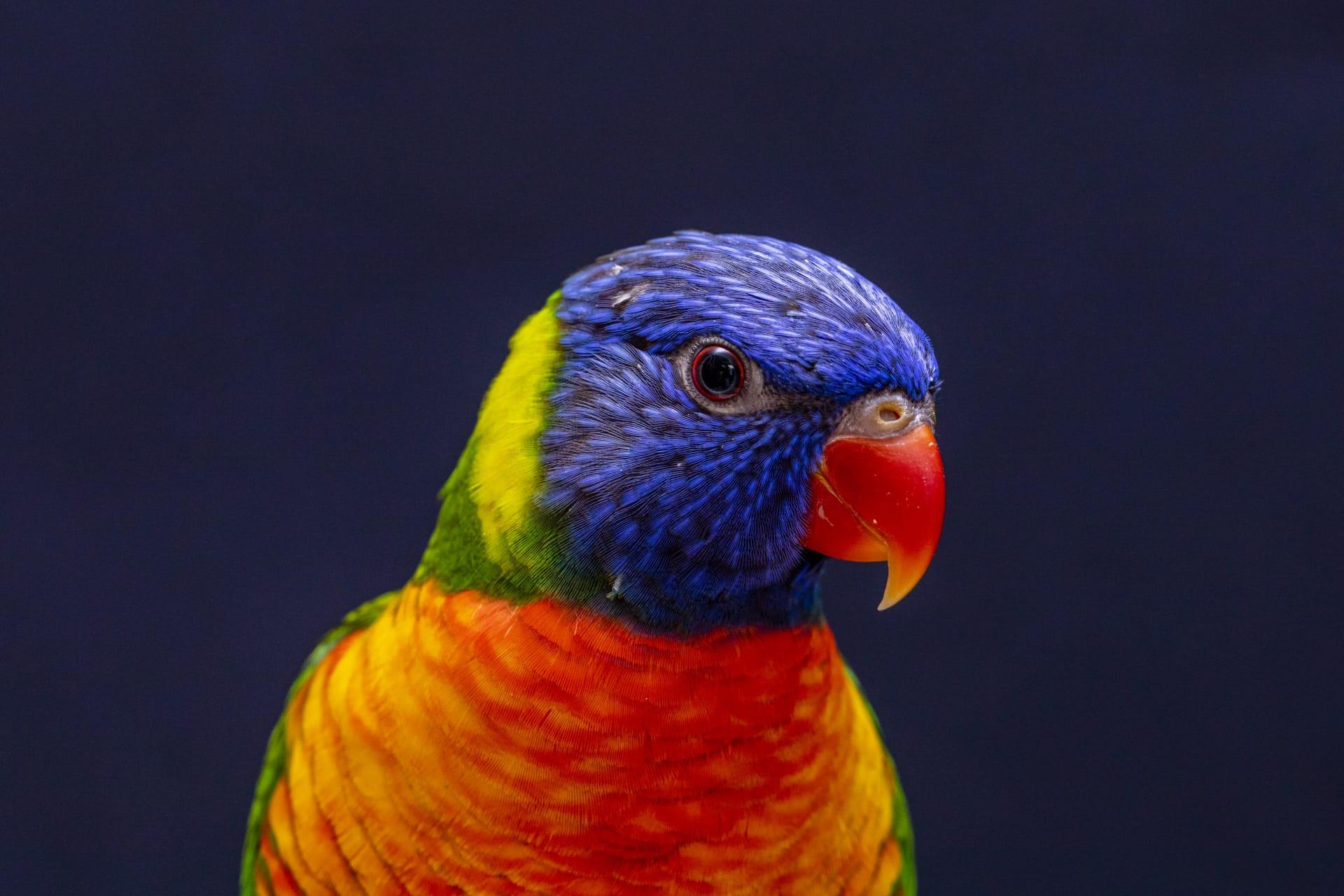 Parrot pictures