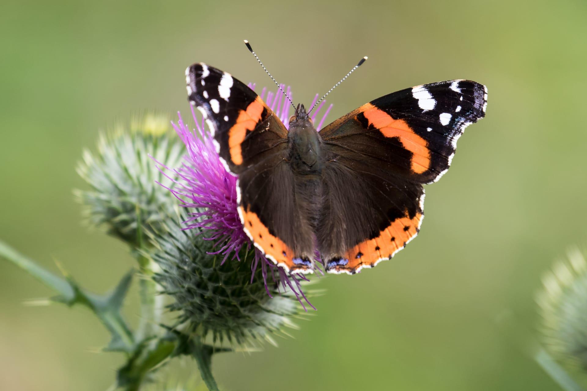 Red admiral butterfly pictures