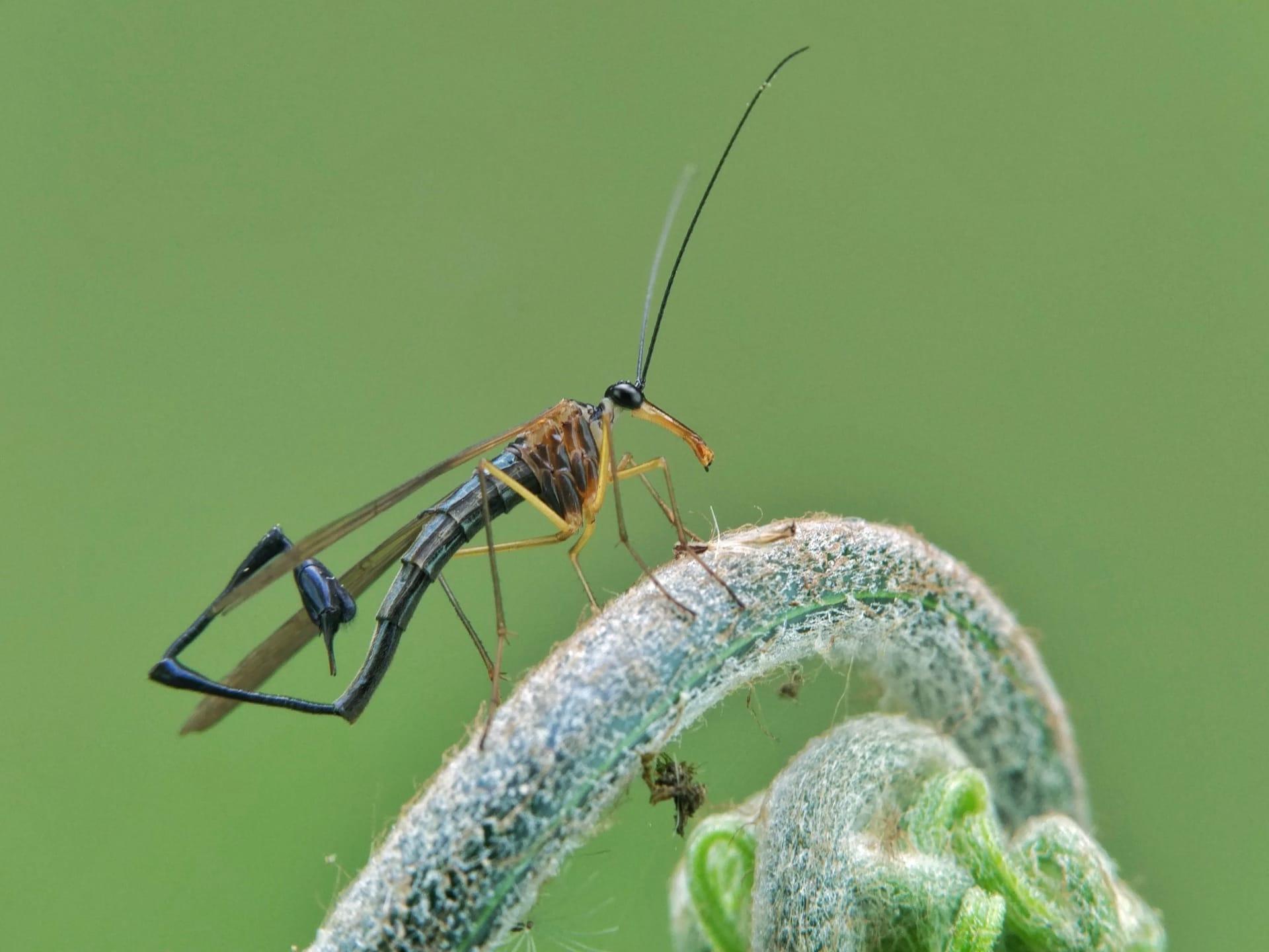 Scorpion fly pictures