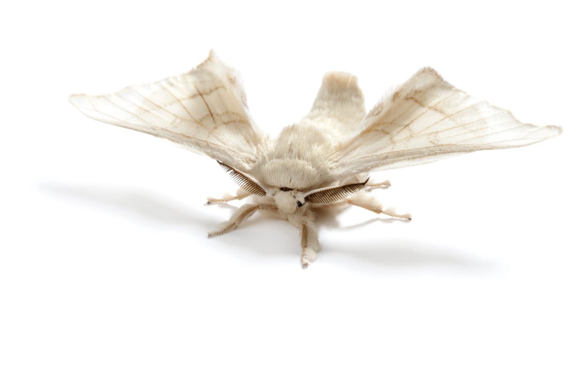 Silkworm moth pictures