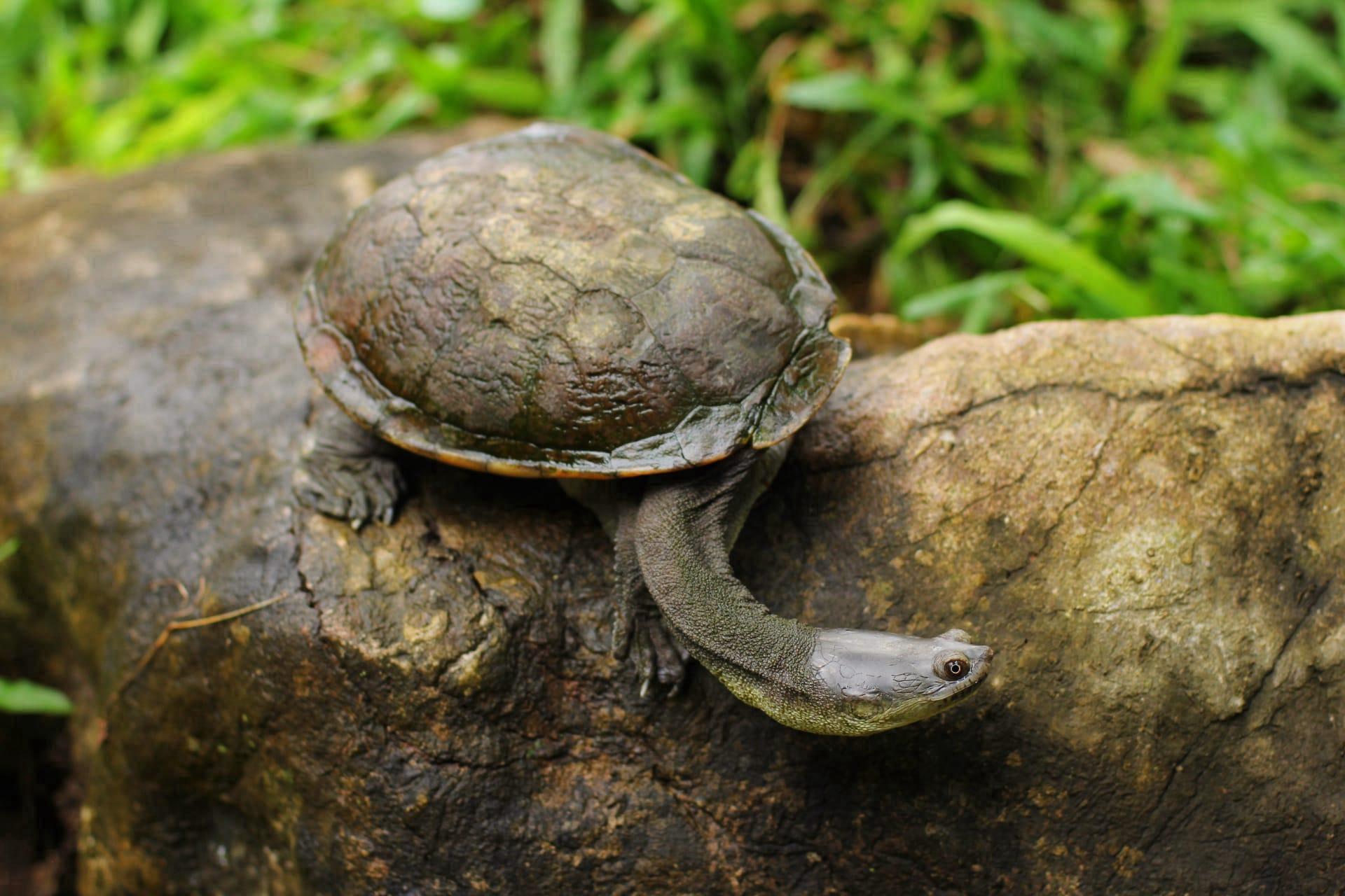 Snake necked turtle pictures