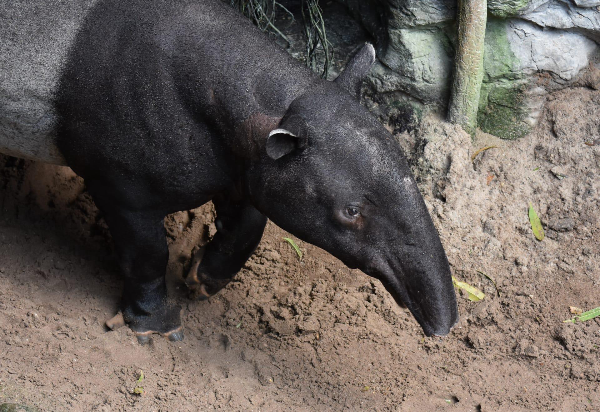Tapir pictures