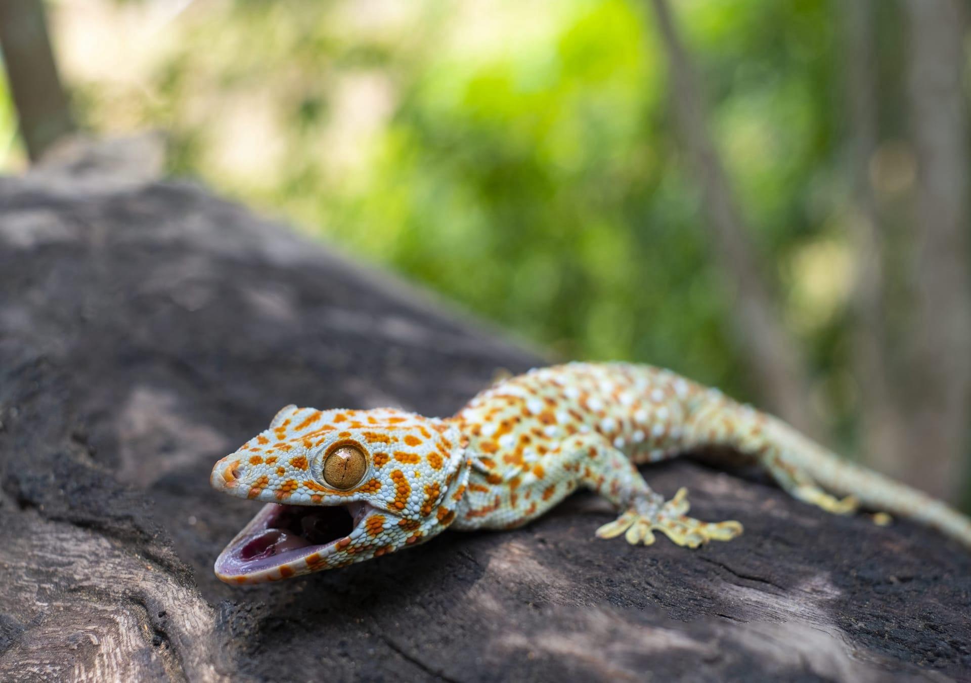 Tokay gecko pictures