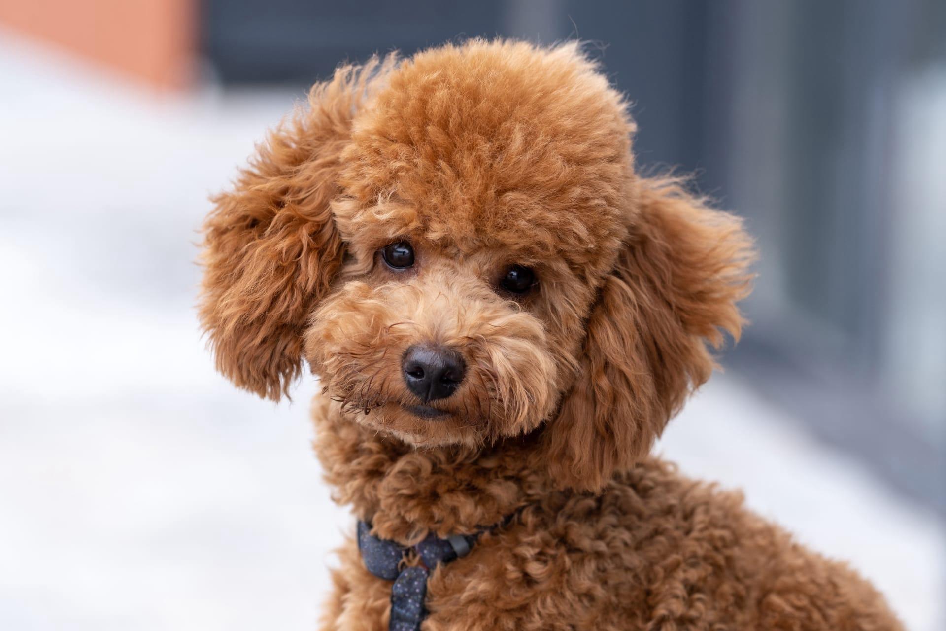 Toy poodle pictures