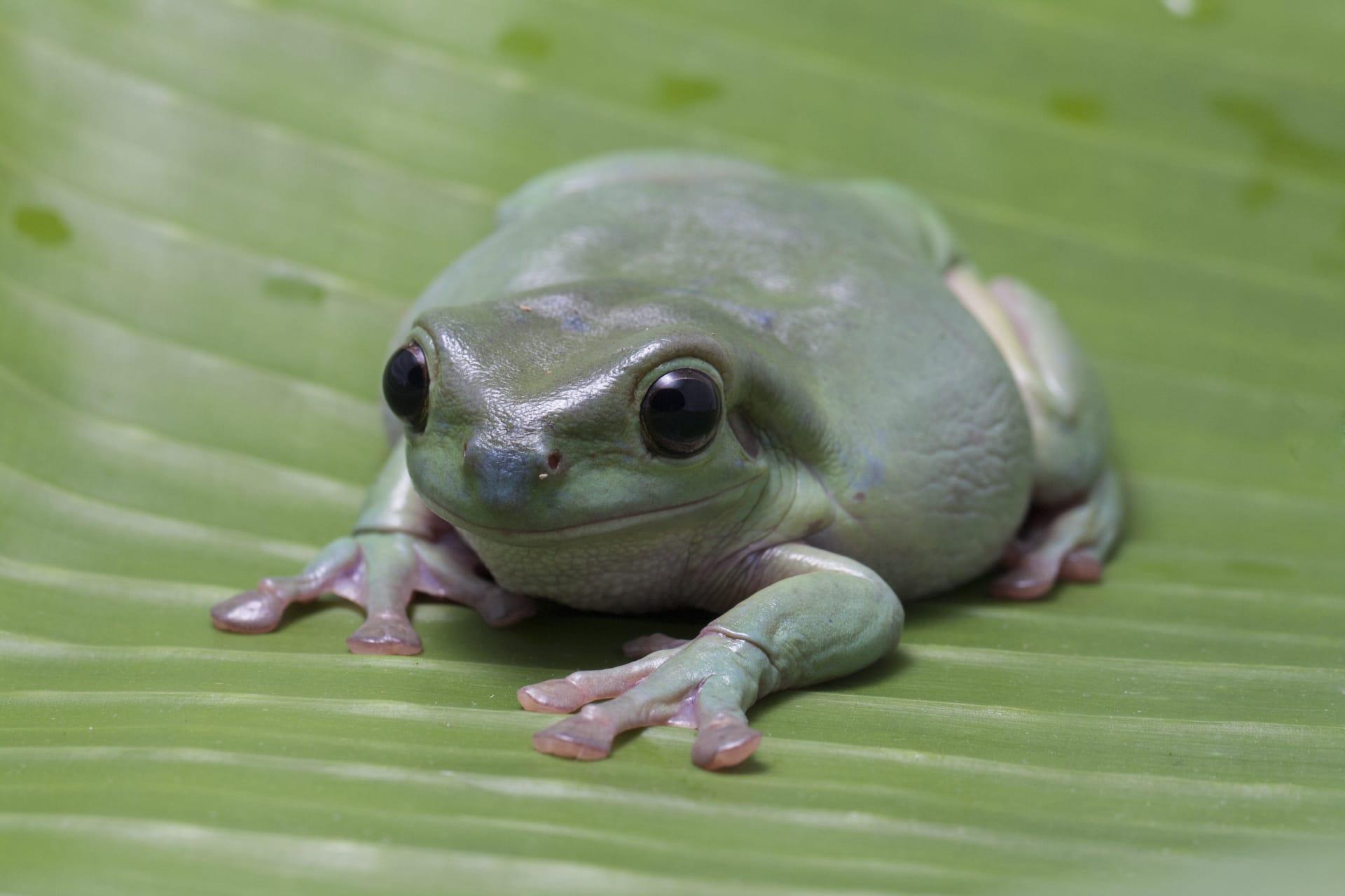 Tree frog pictures