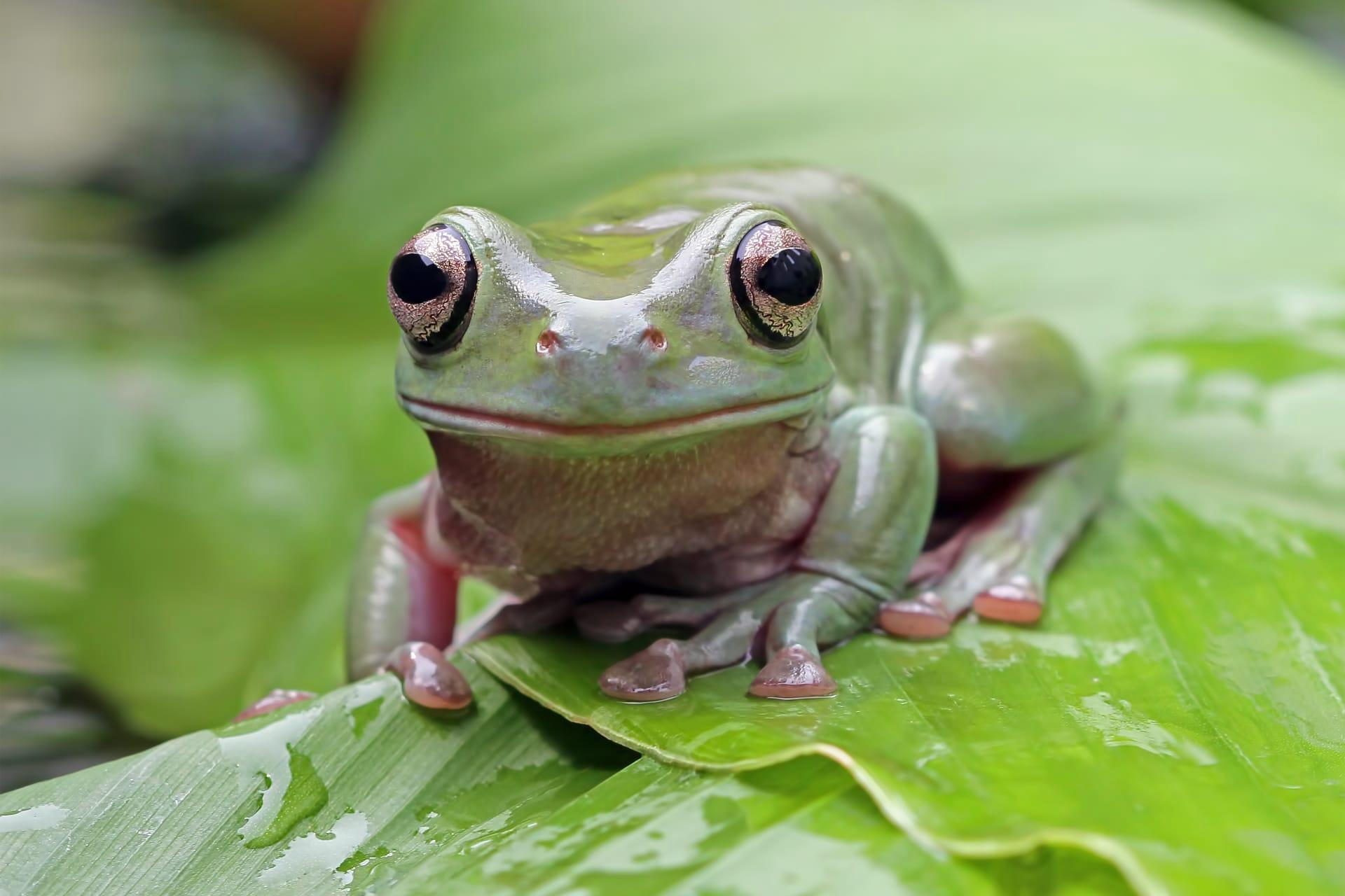 Tree frog pictures