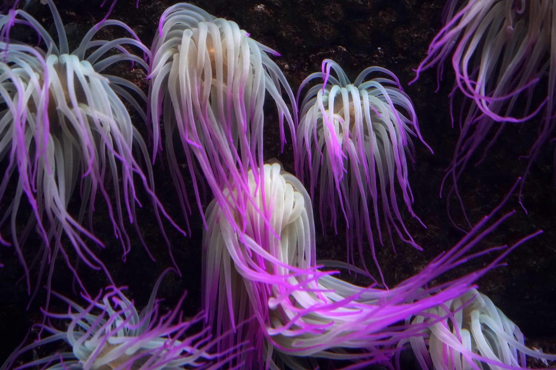 Tube anemone pictures