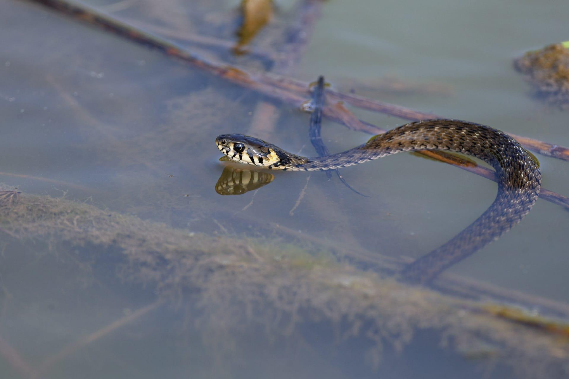 Watersnake pictures