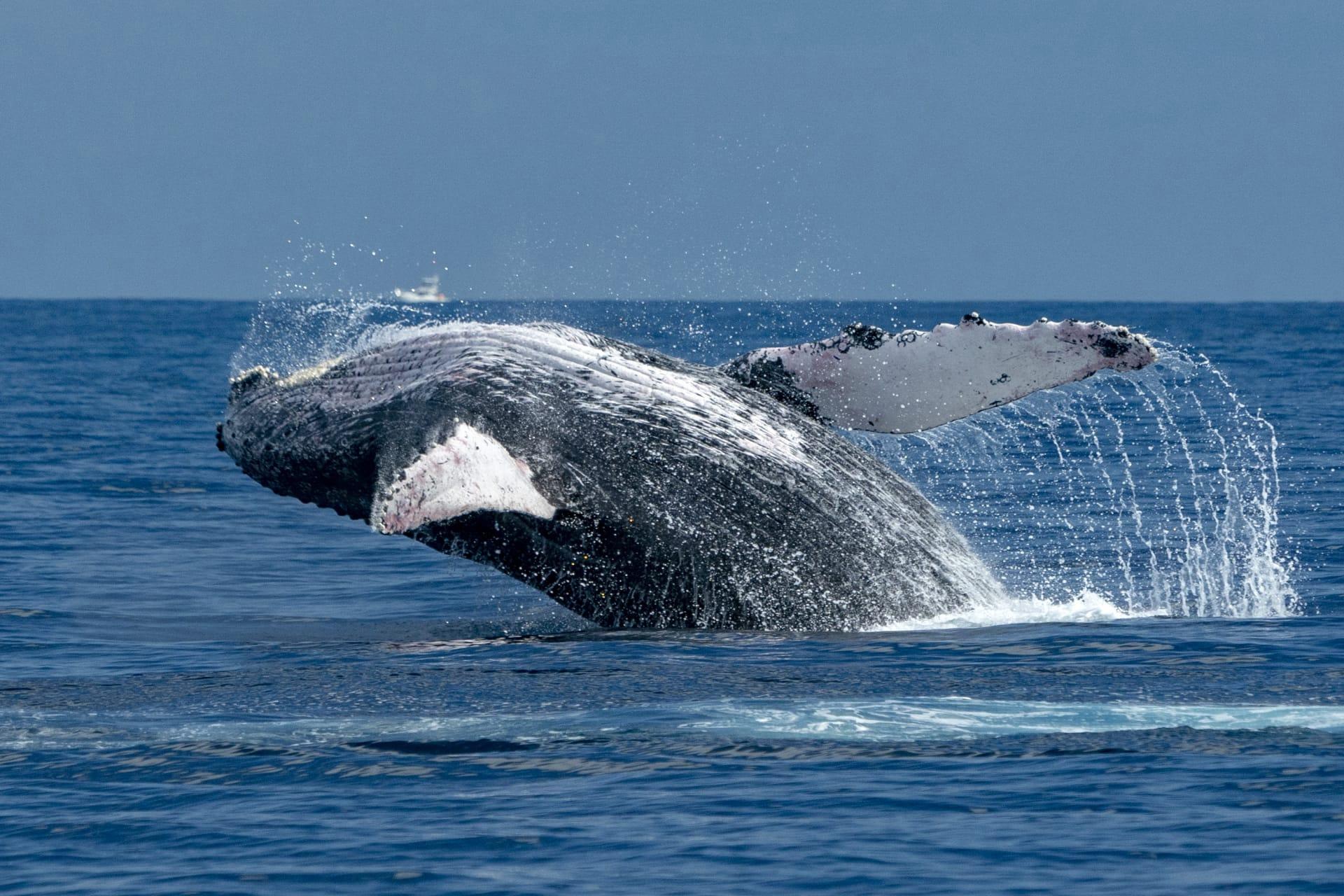 Whale pictures