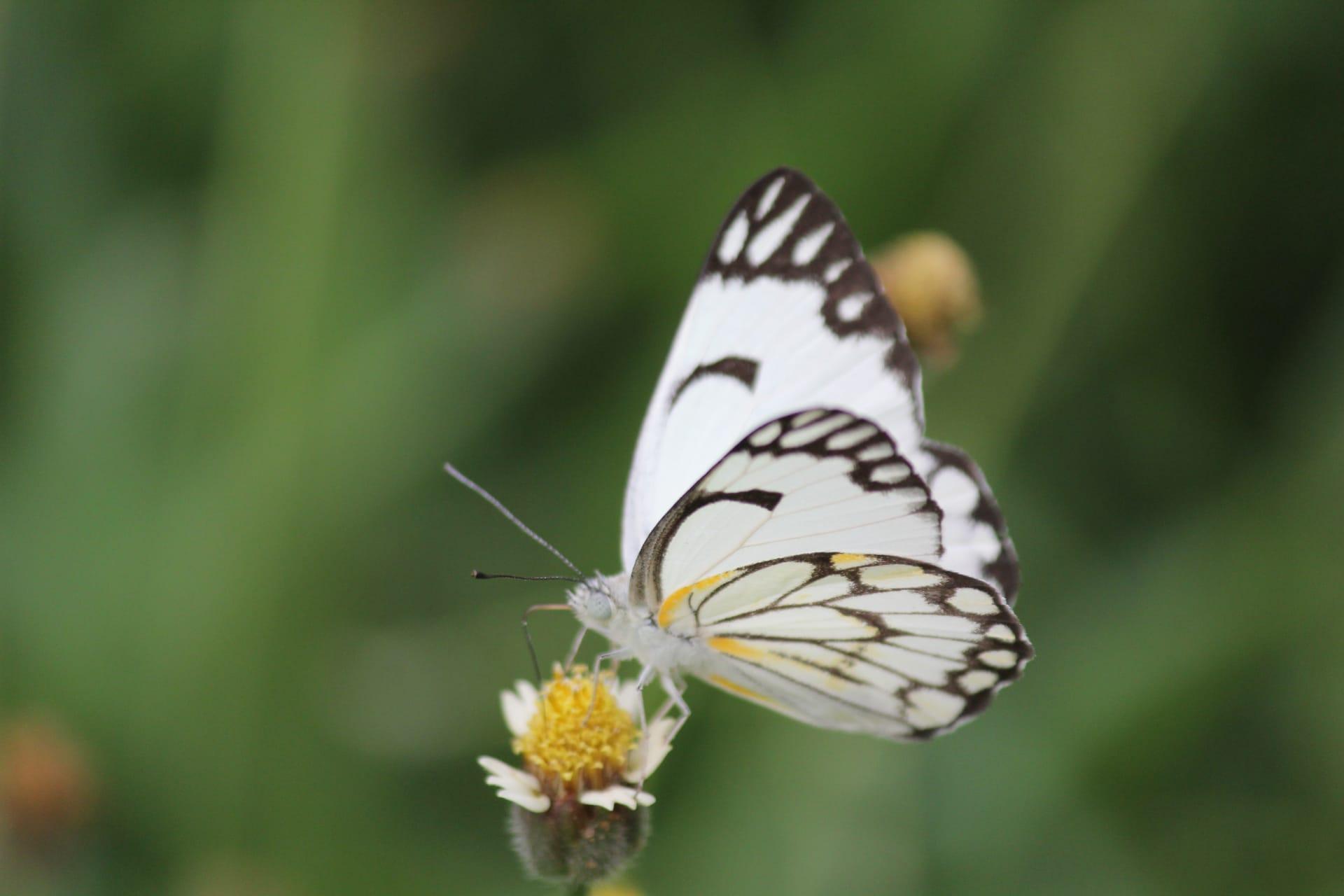 White butterfly pictures