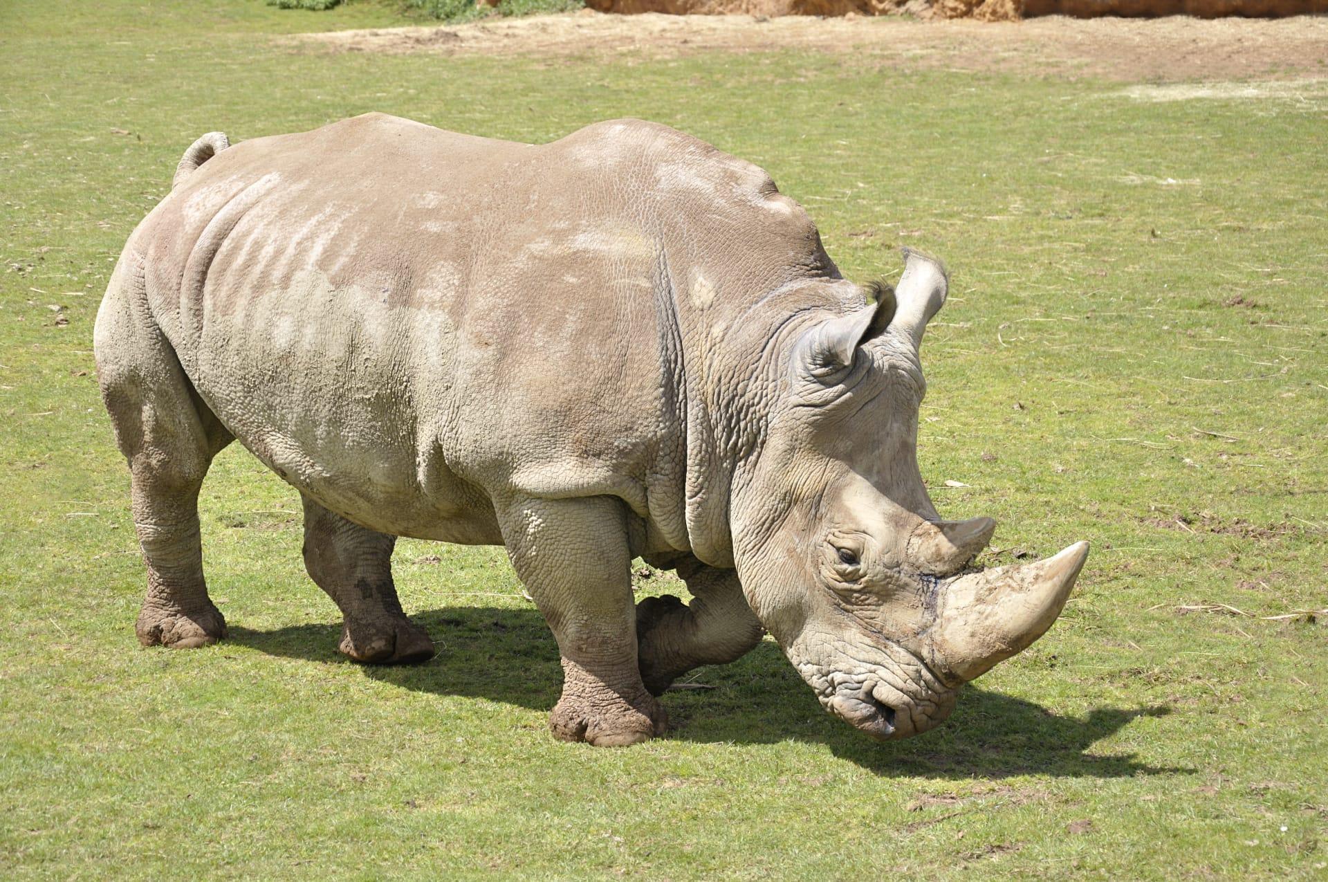 White rhinoceros pictures