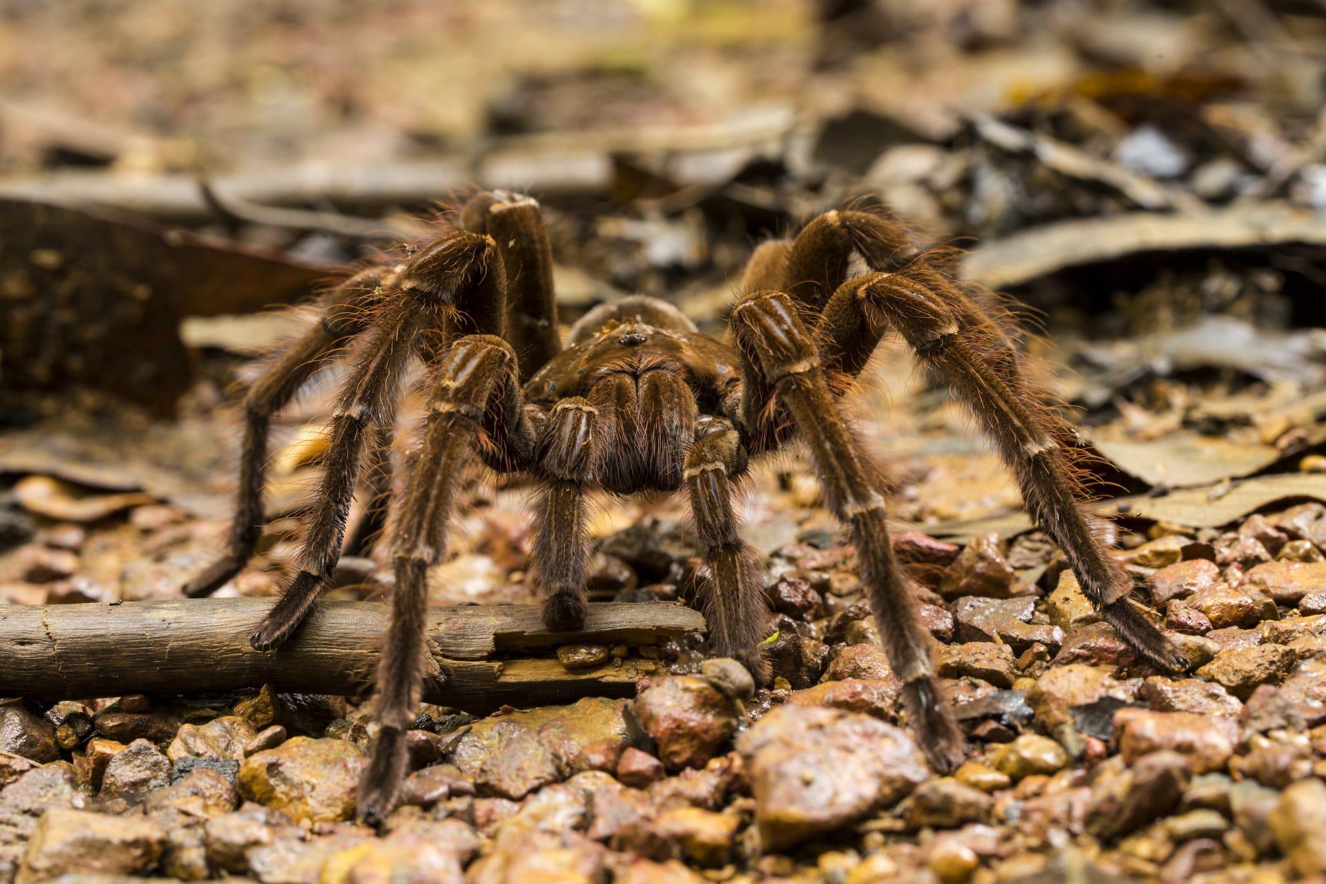 Wolf spiders pictures