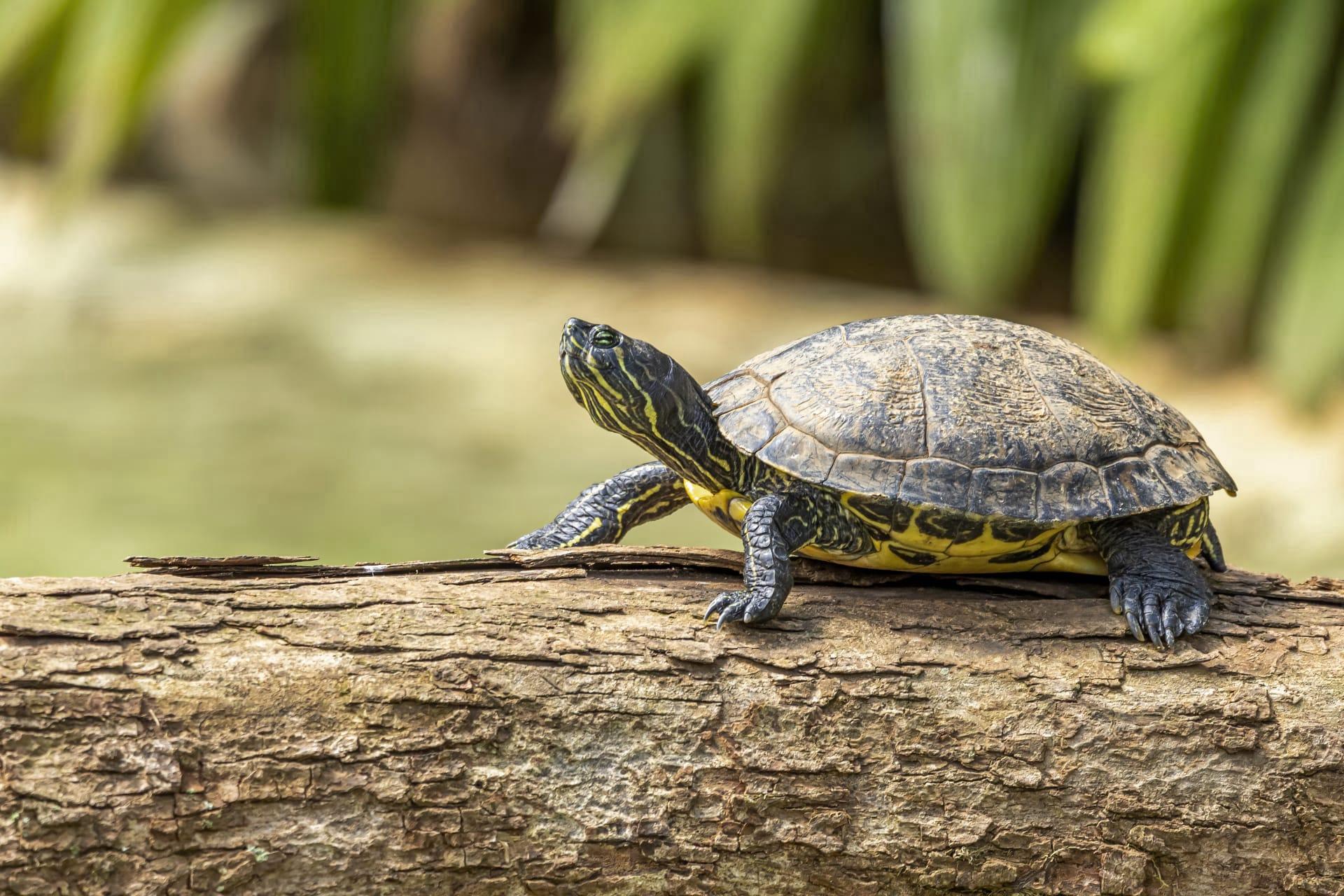 Yellow belly turtle pictures