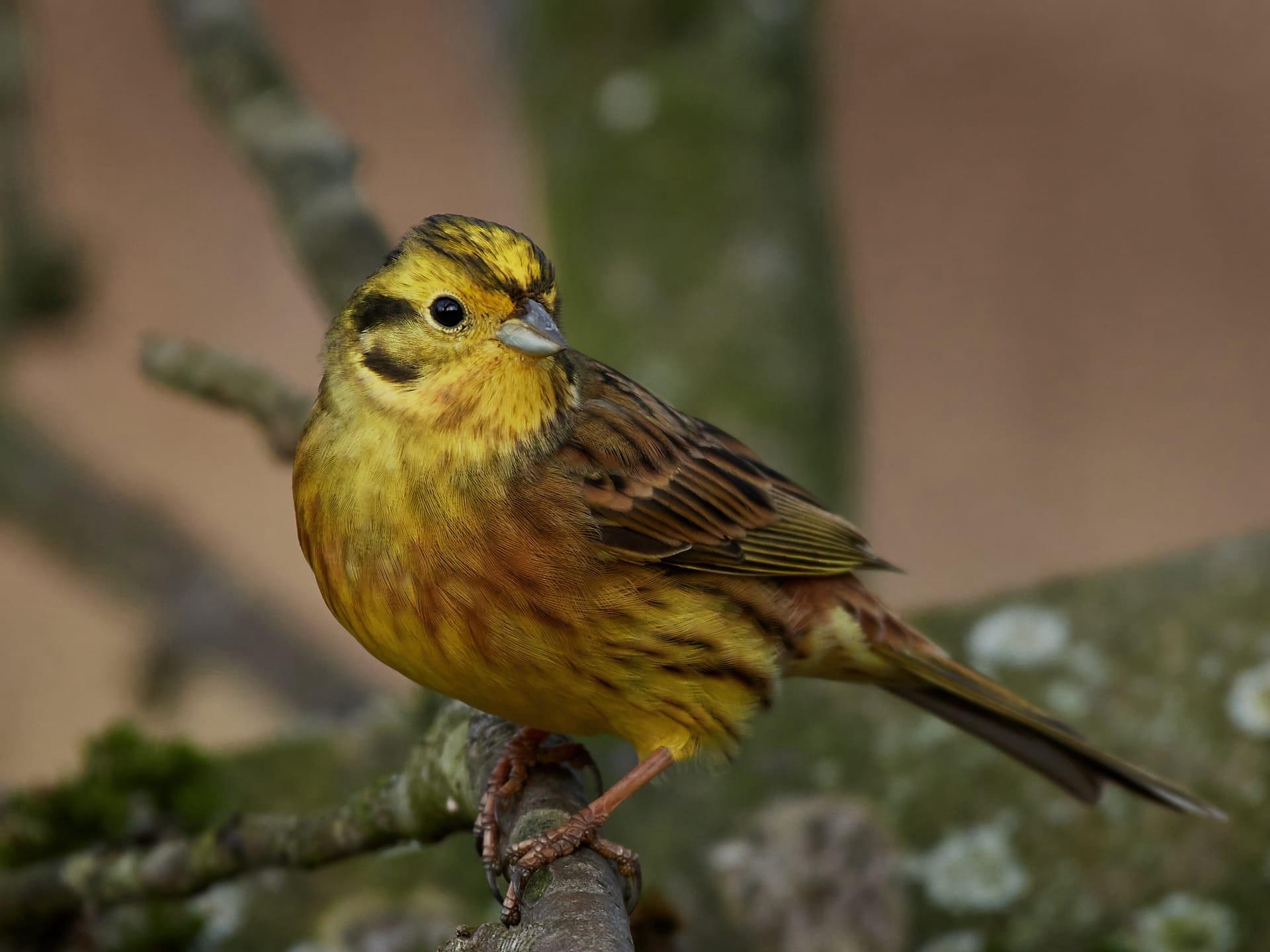 Yellowhammer pictures