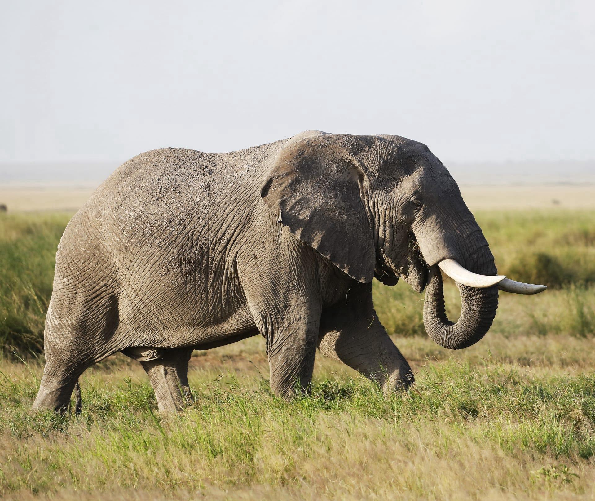 African elephant pictures