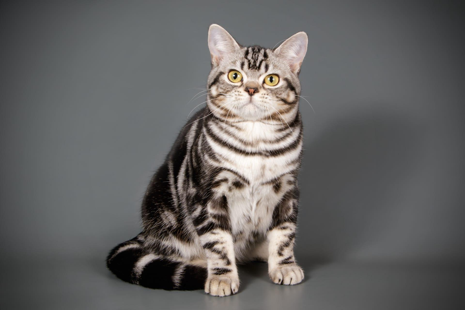 American shorthair cat pictures