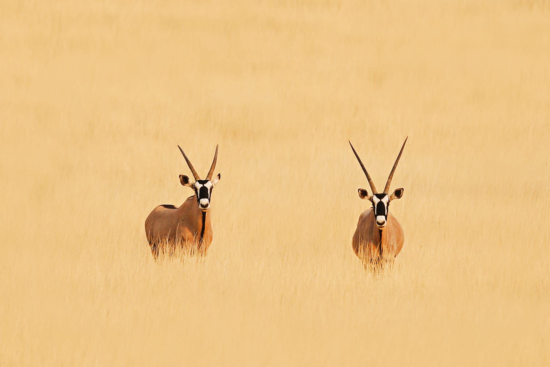 Antelope pictures