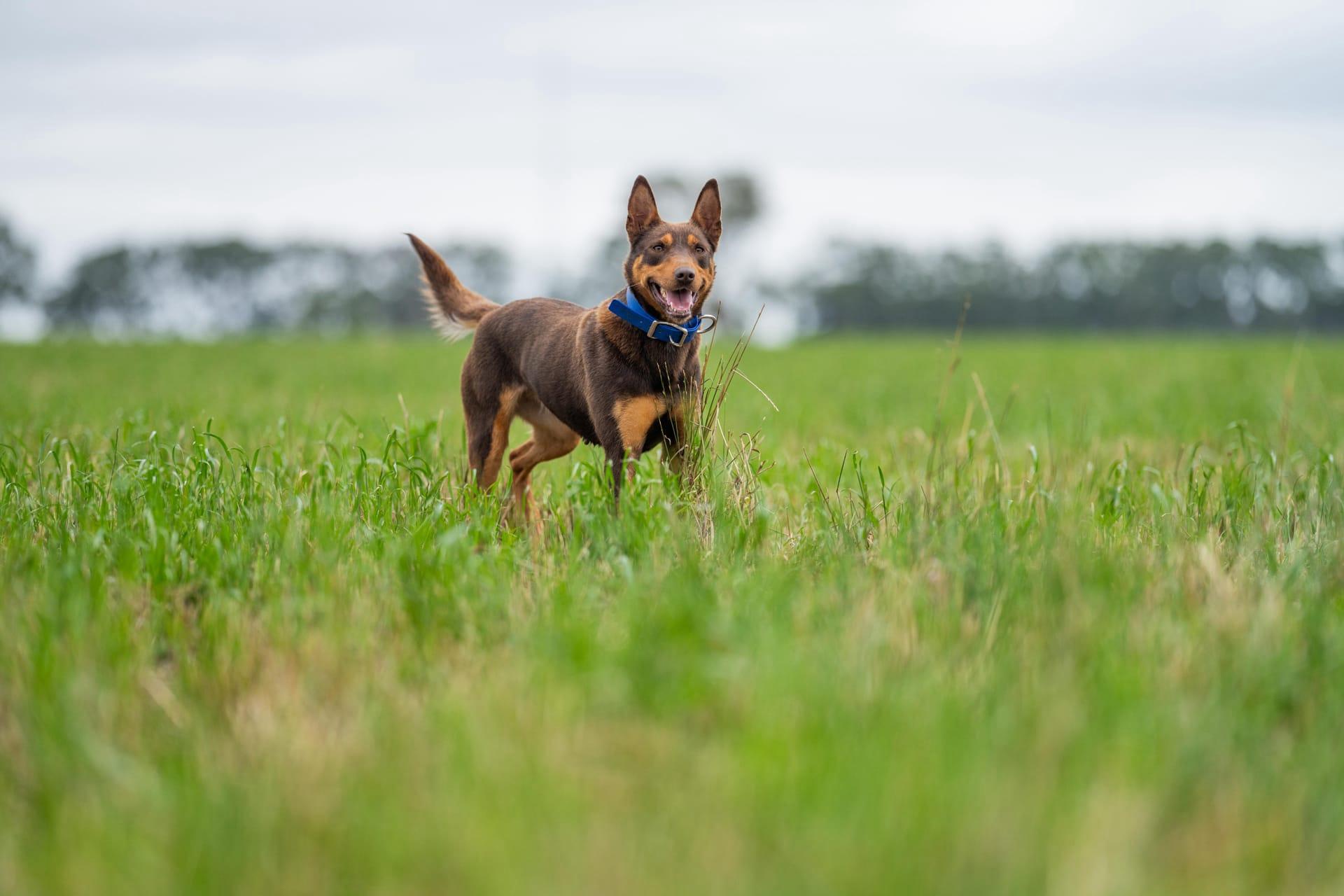 Australian cattle dog pictures