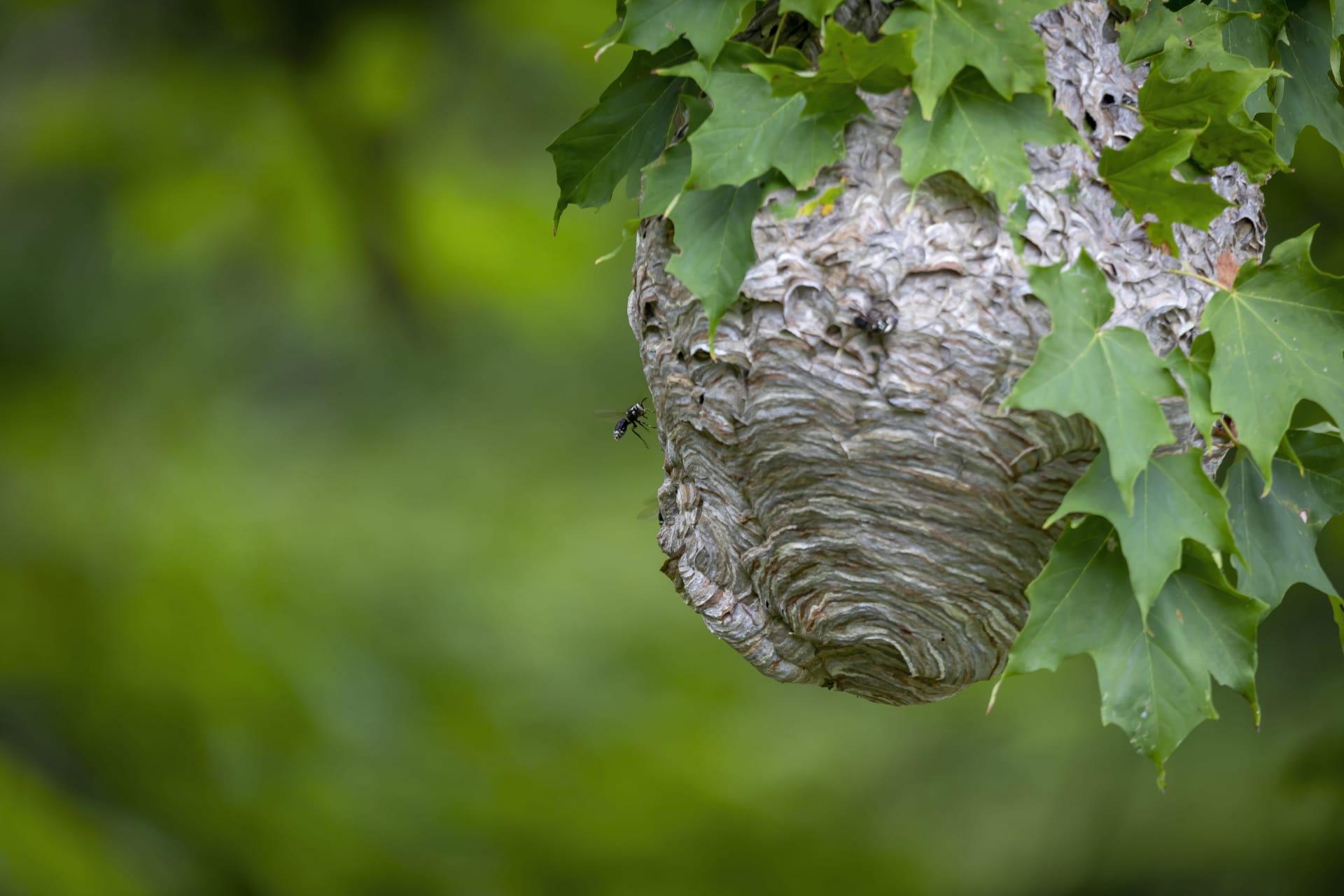 Bald faced hornet pictures