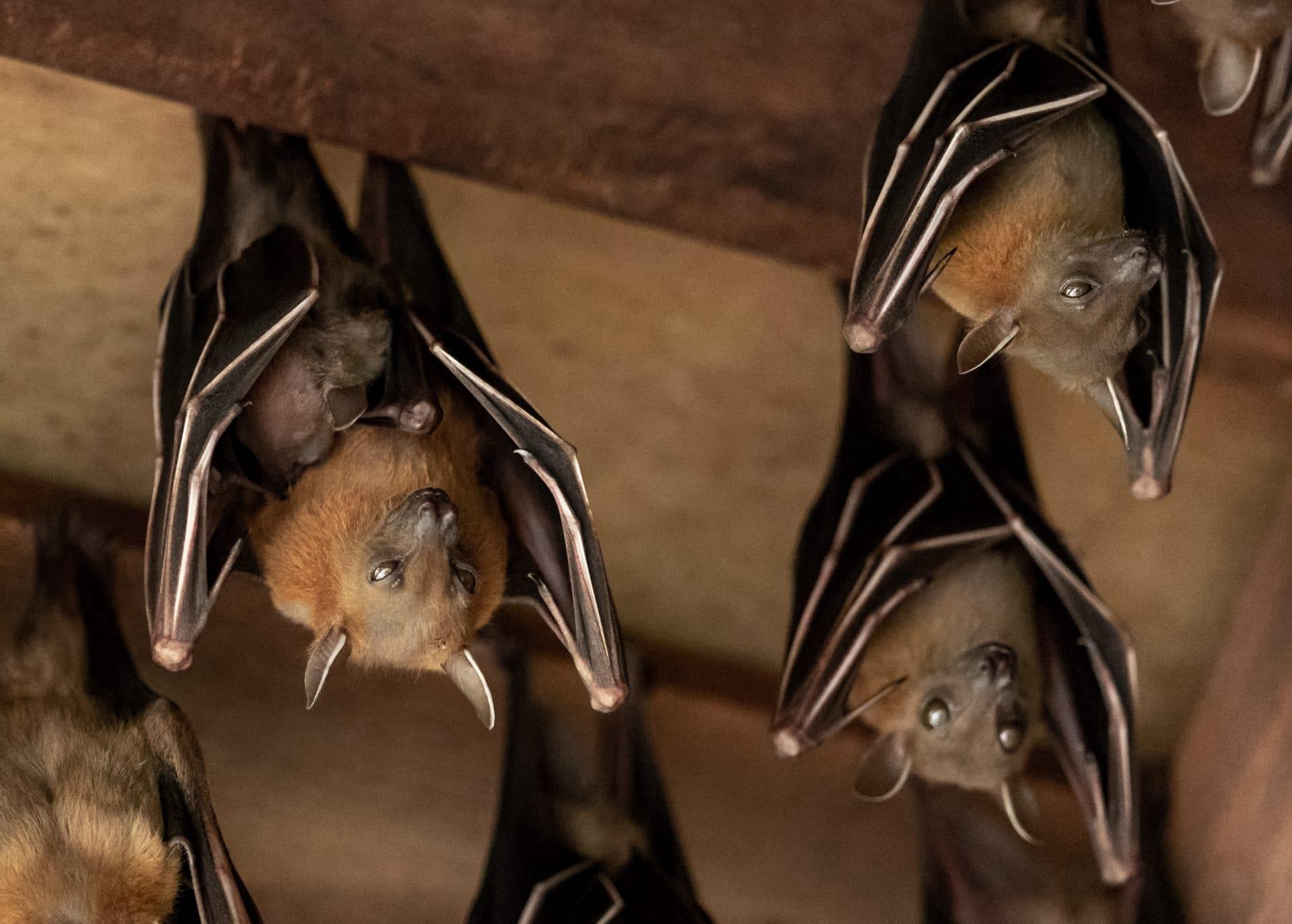 Bat pictures