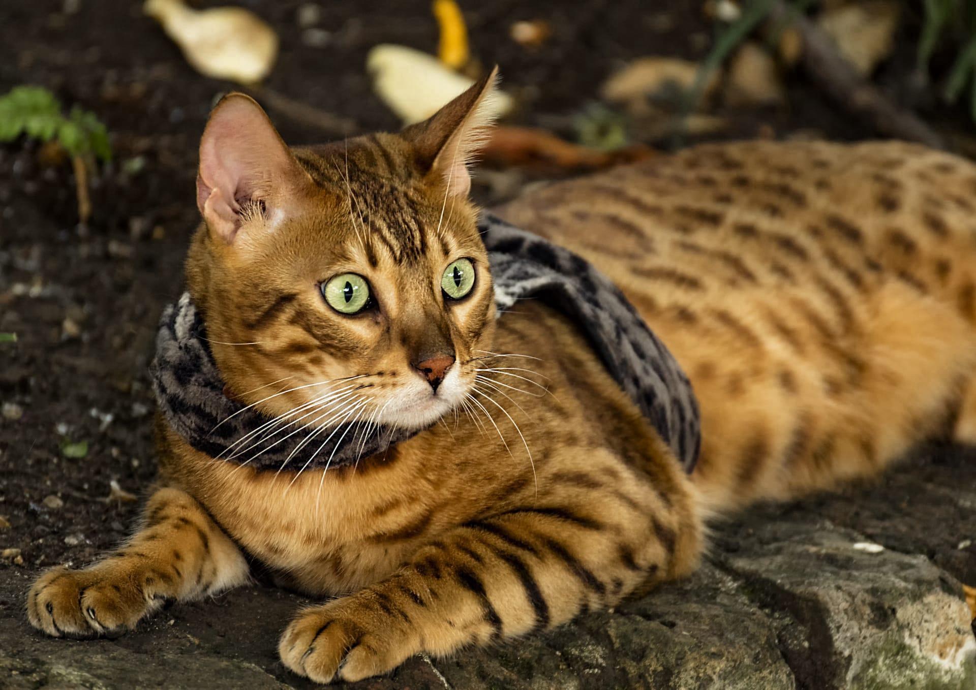 Bengal cat pictures
