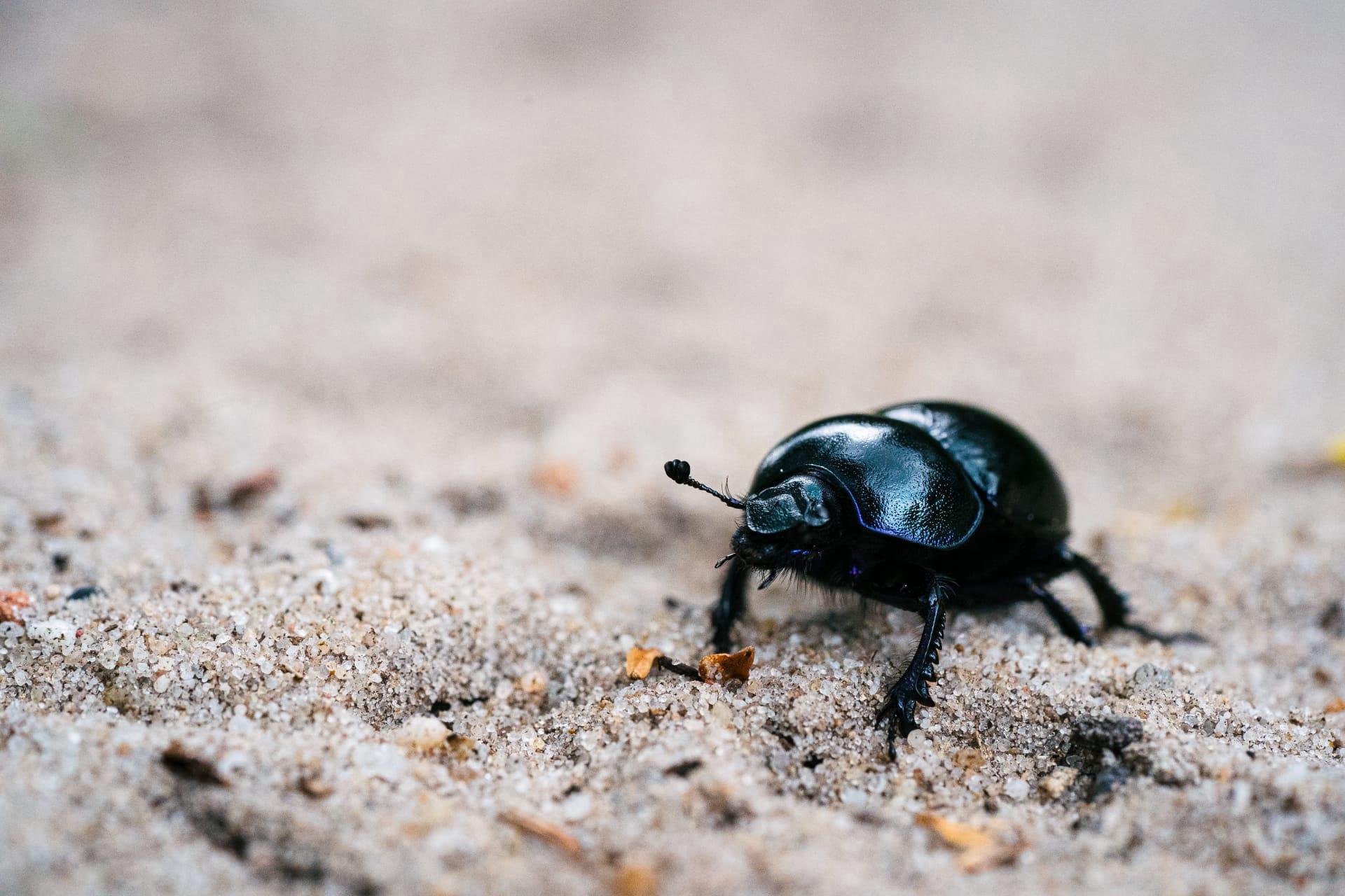 Black beetle pictures