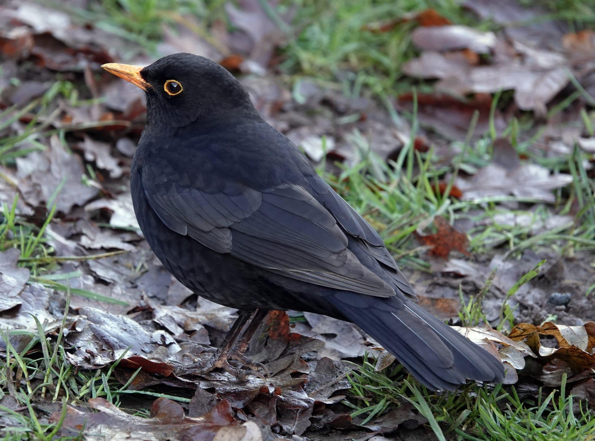 Blackbird pictures